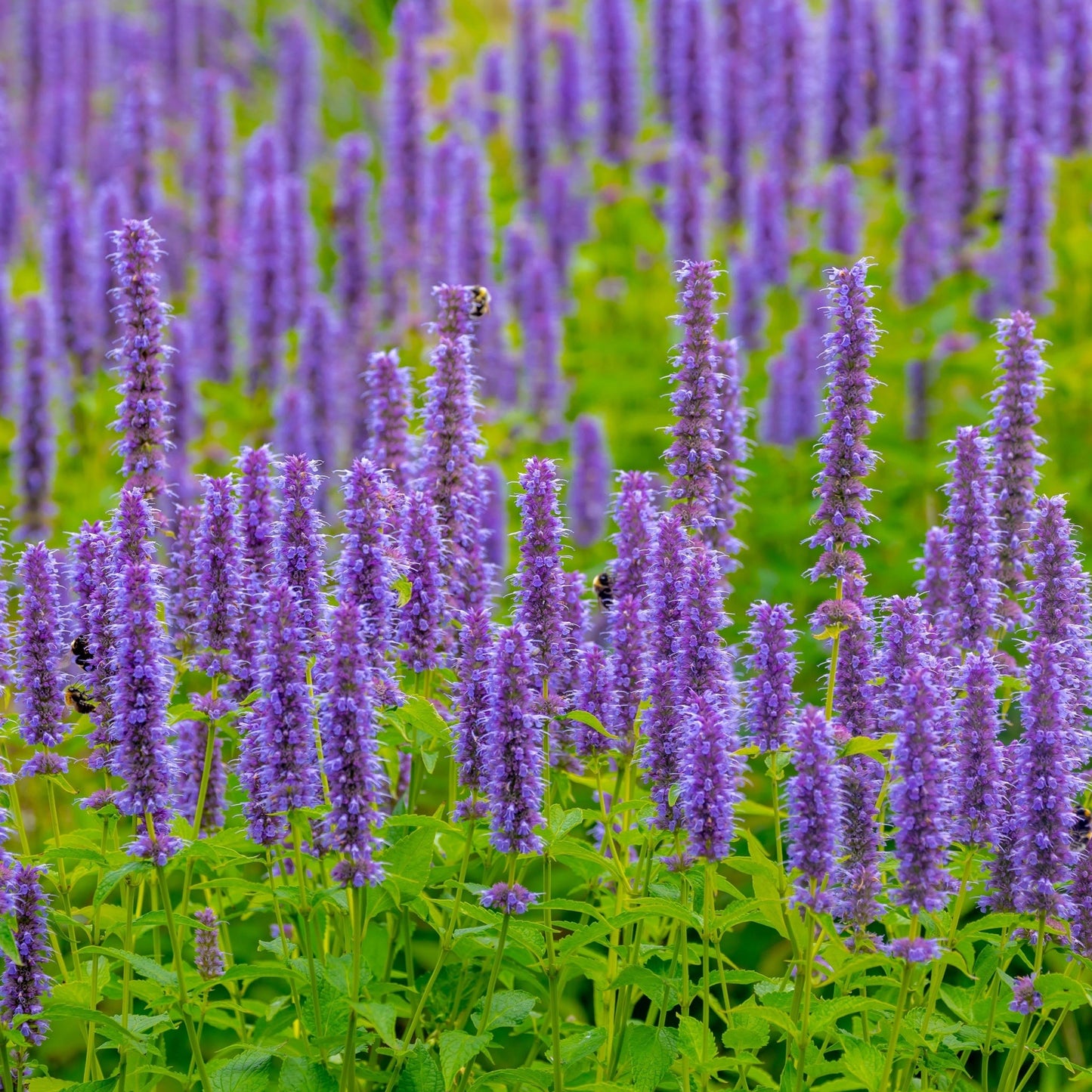 4 x Purple Flowering Perennials €“ 9cm Pots
