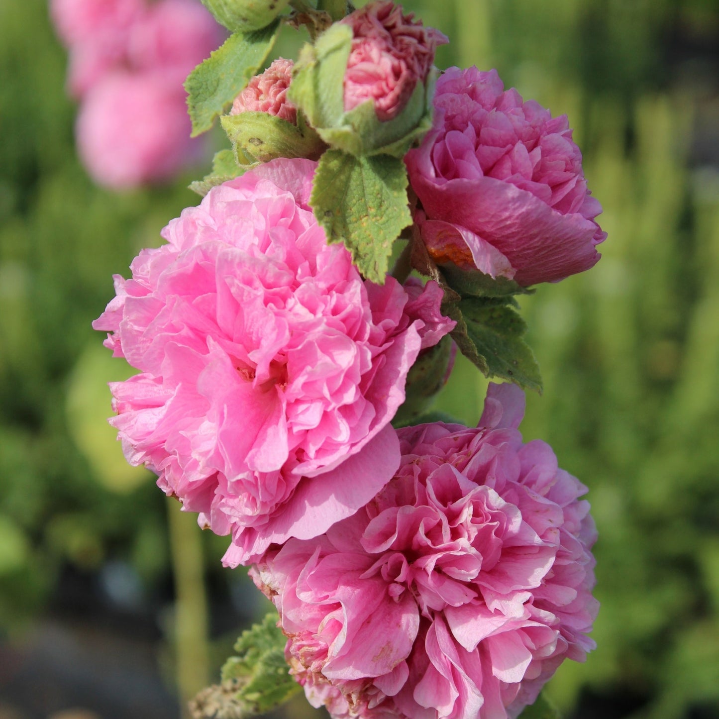 Hollyhock (Alcea) plena 'Chater's Rose' 9cm/1.5L