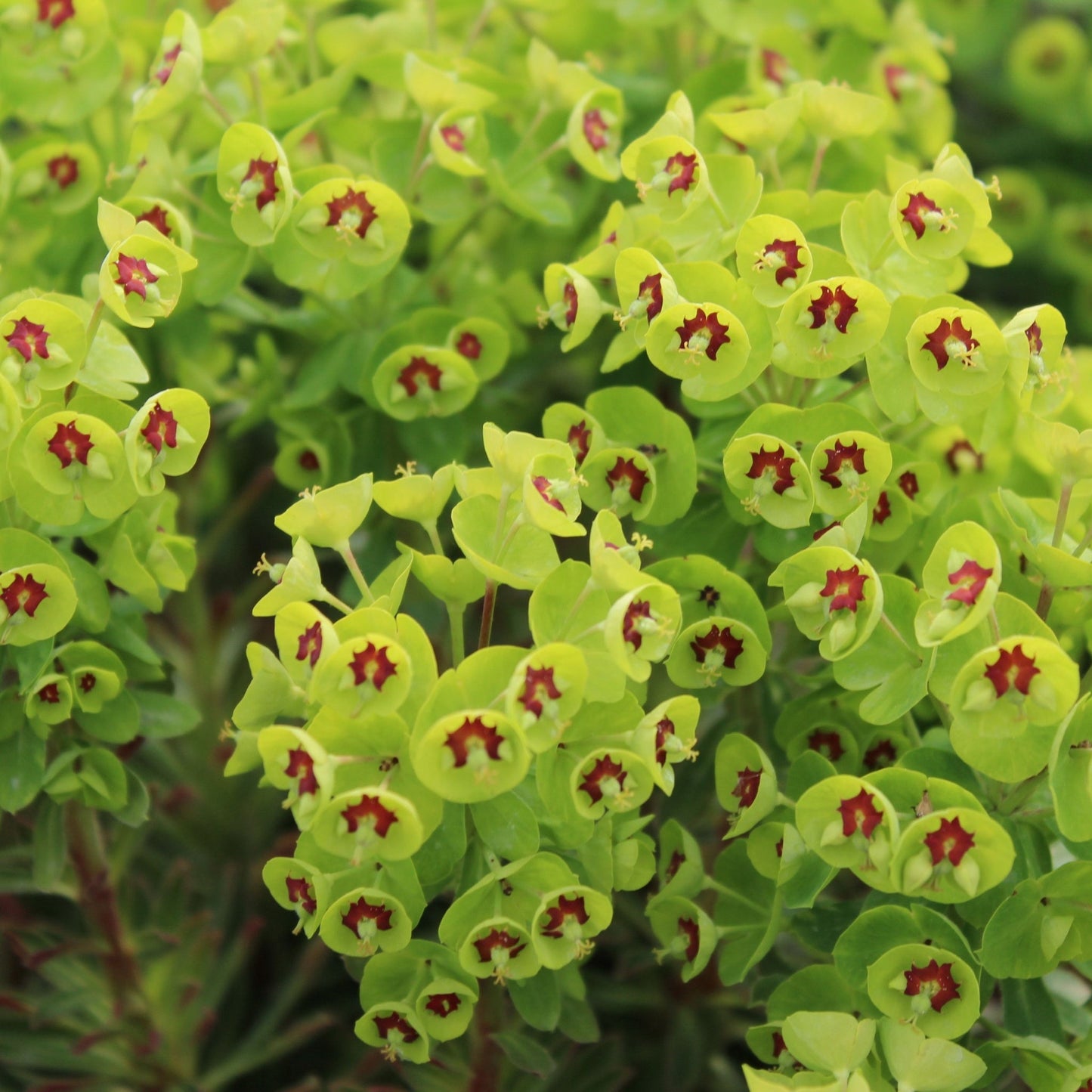 Euphorbia x martinii  'Tiny Tim' 9cm/2L