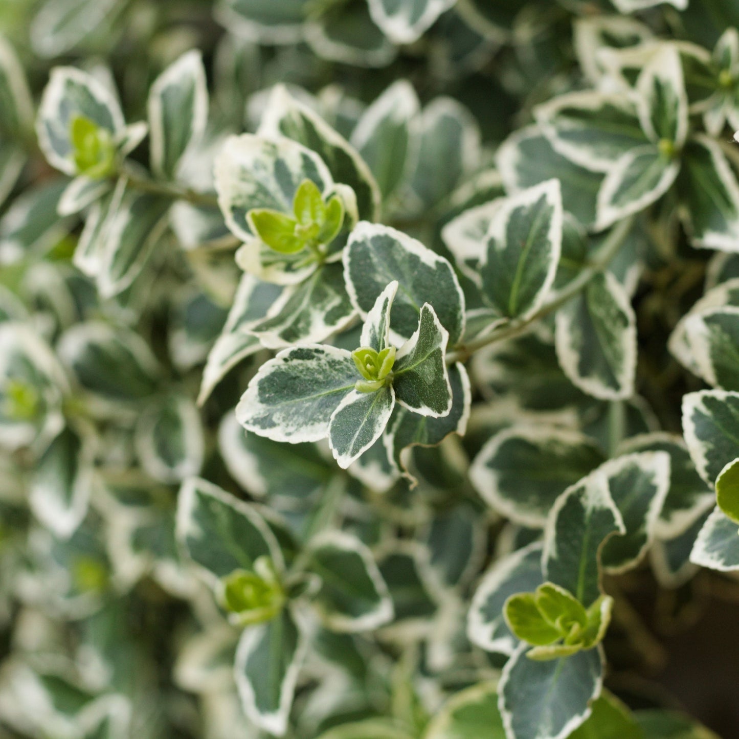 Euonymus japonicus €˜Kathy€™ 9cm