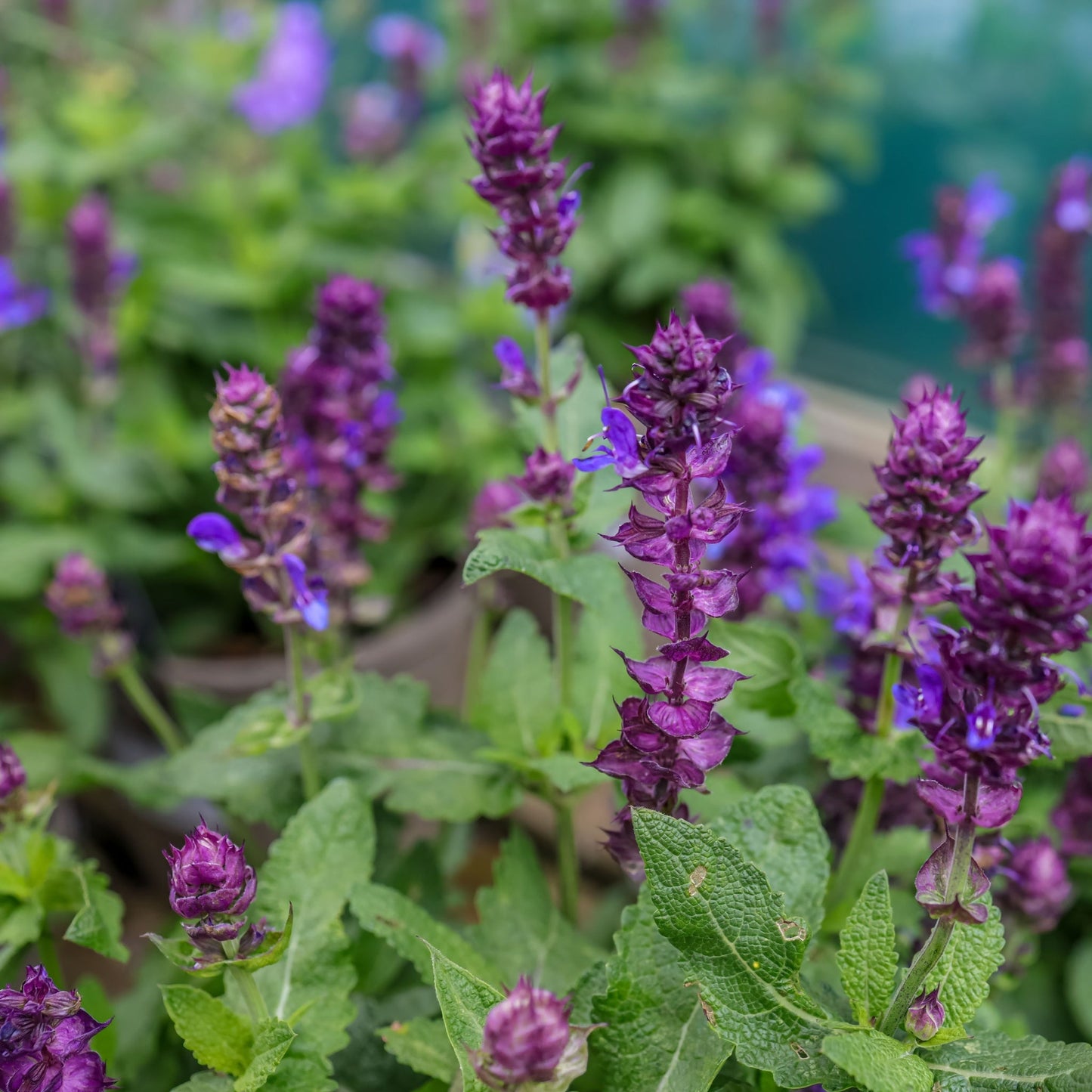 Salvia nemorosa €˜Blue Marvel€™ 9cm