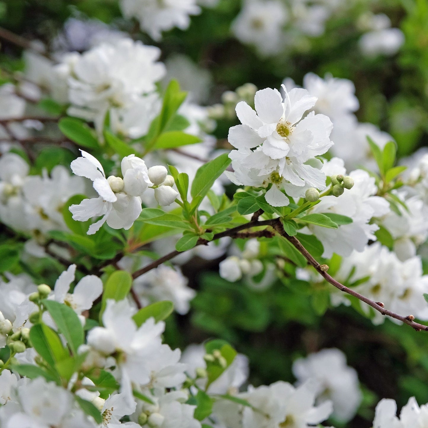 Exochorda Ã— macrantha 'The Bride'  2L