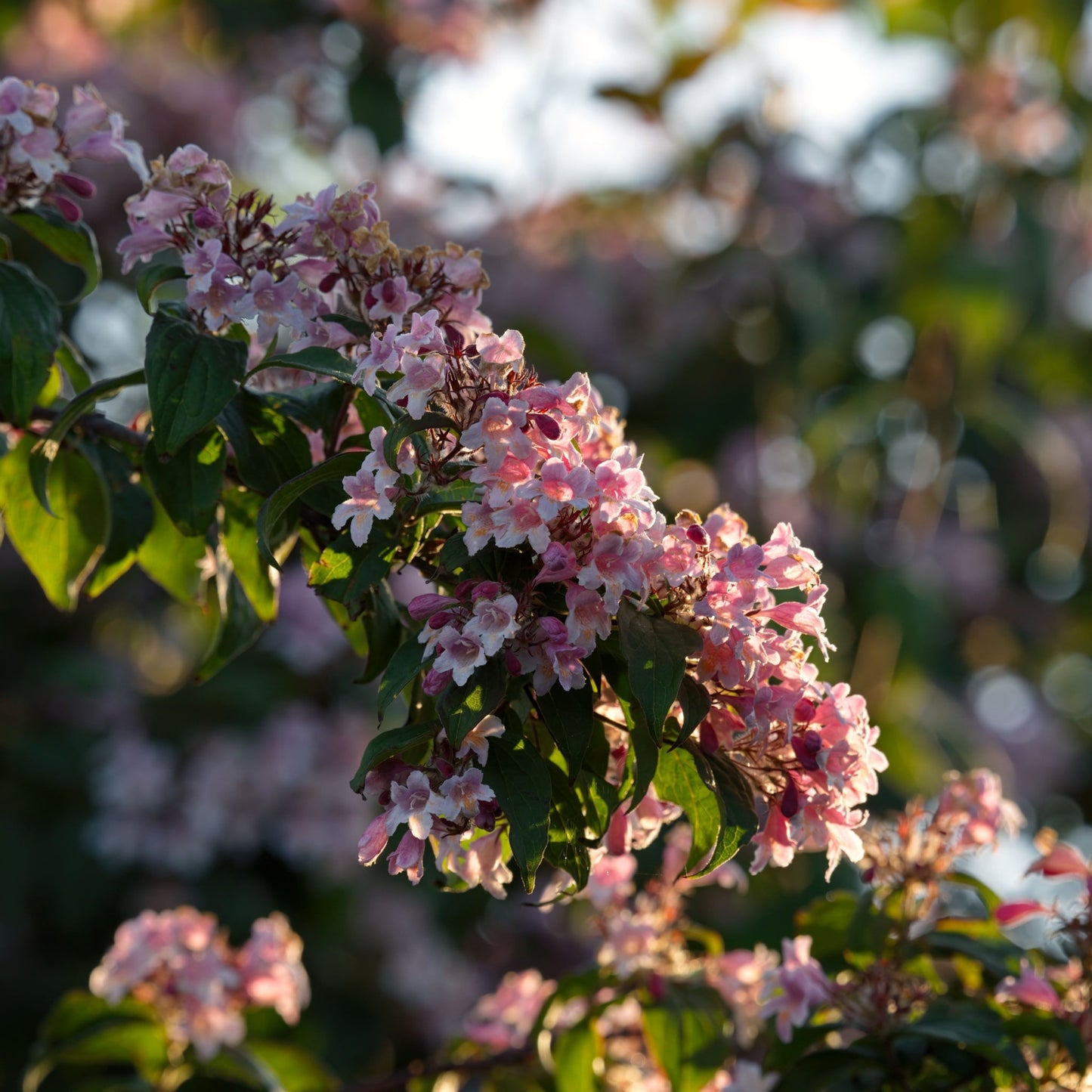 Weigela 'Pink Poppet' 9cm