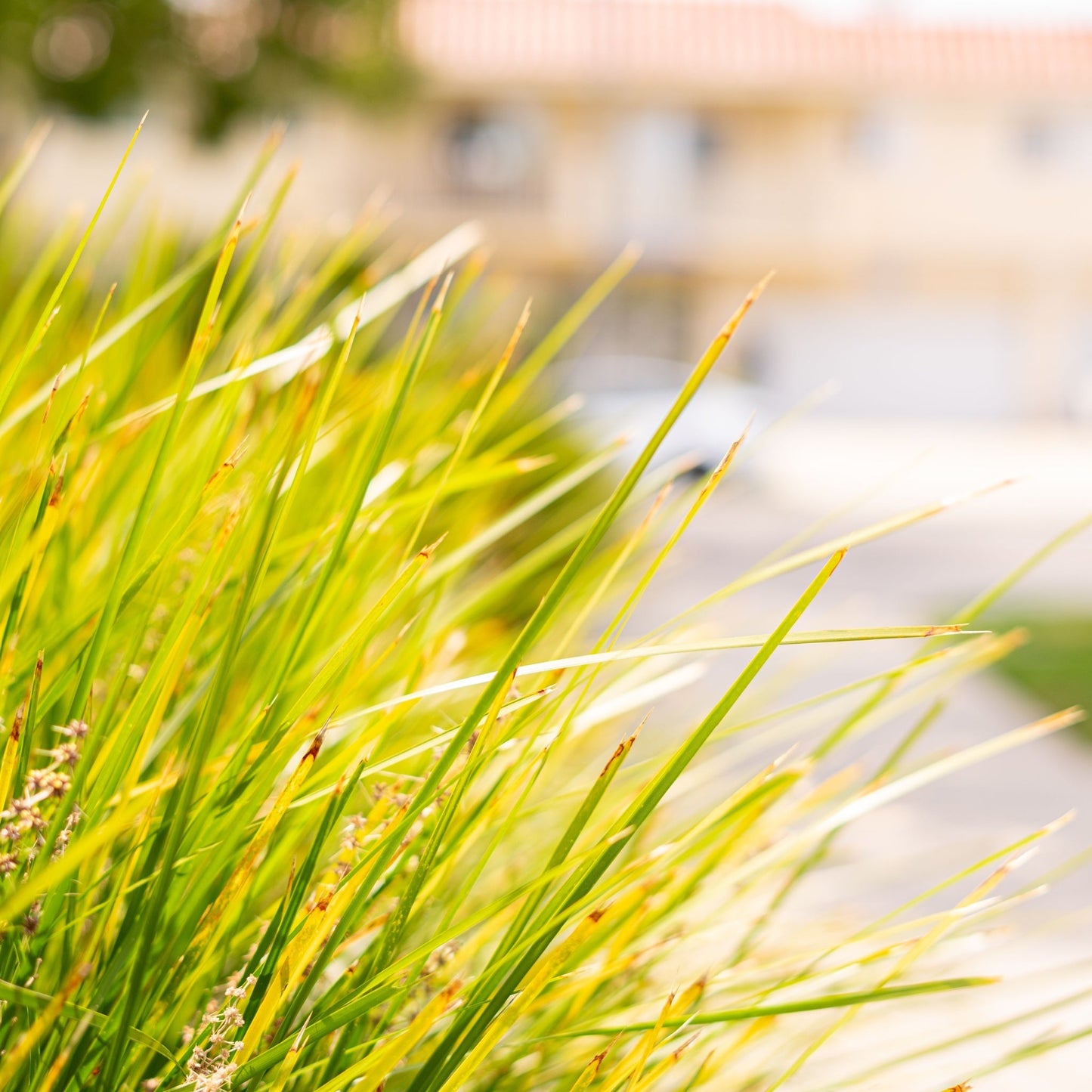 Lomandra longifolia 'Miner's Gold' 9cm