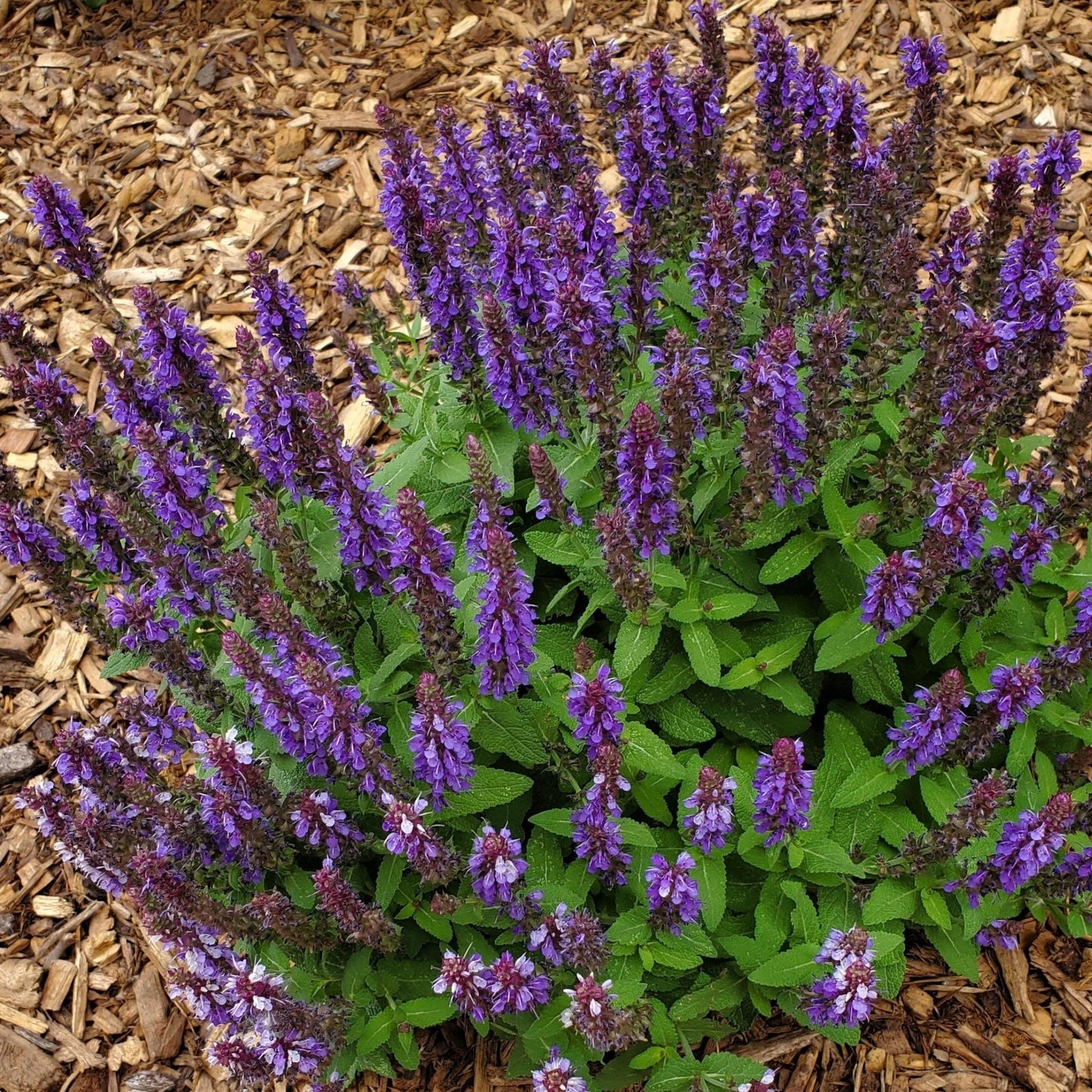 Salvia nemorosa €˜Blue Marvel€™ 9cm