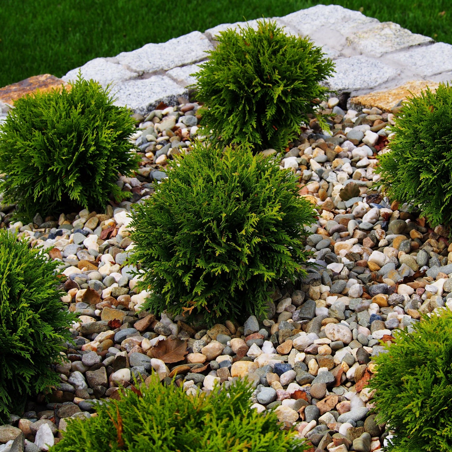 Thuja occidentalis 'Danica' 2L / 3L / 10L