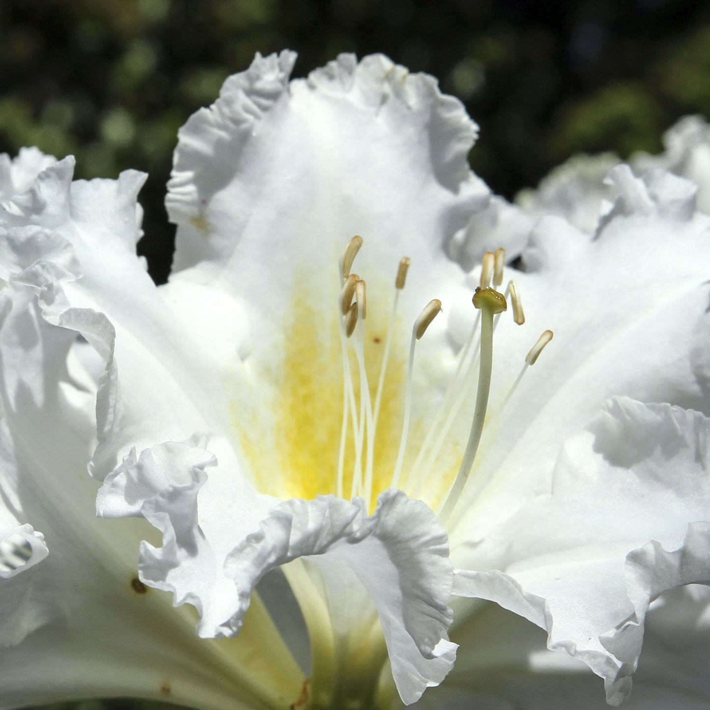 Rhododendron 'Madame Masson' 3L/5L