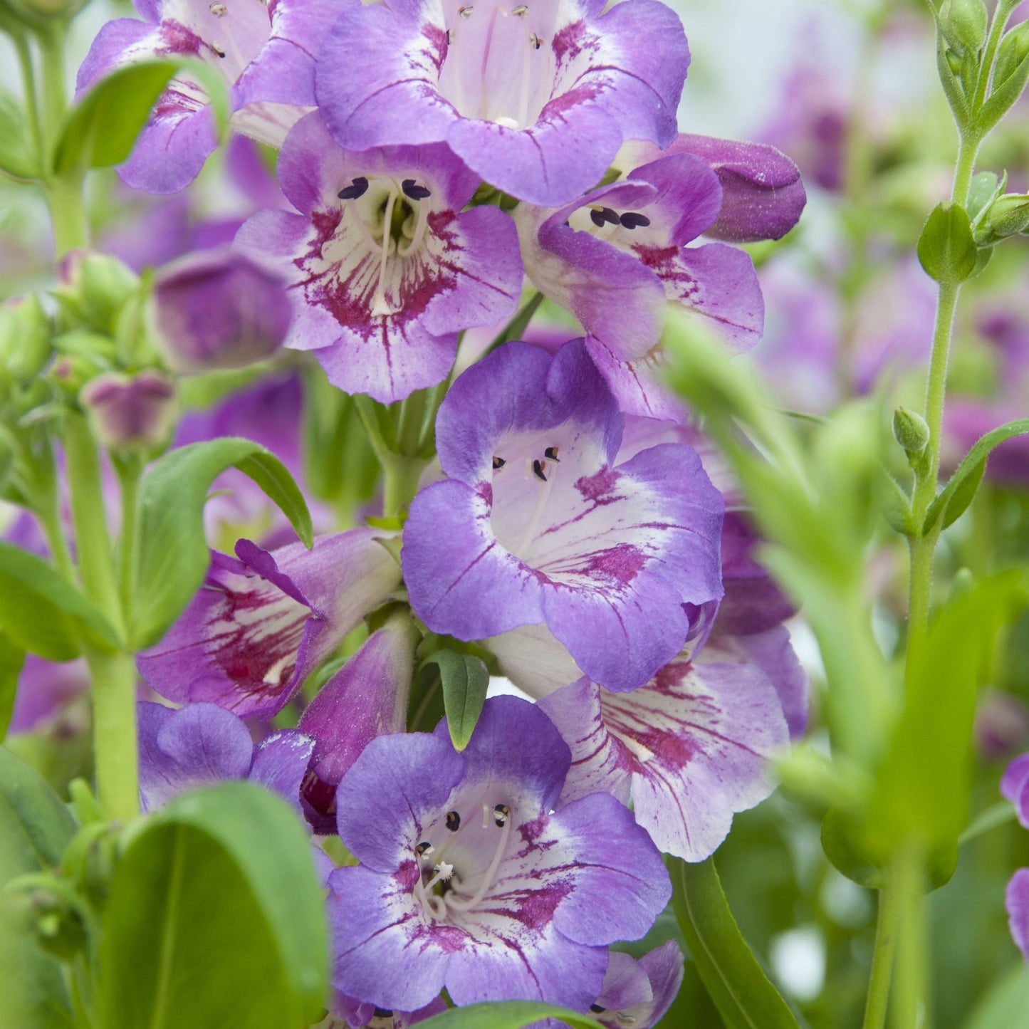 4 x Purple Flowering Perennials €“ 9cm Pots