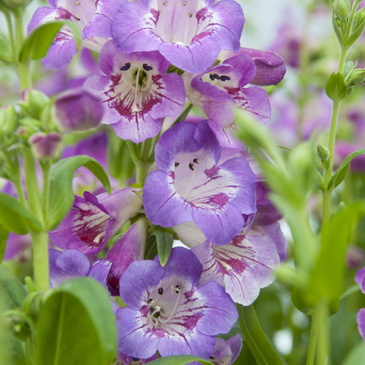 4 x Purple Flowering Perennials €“ 9cm Pots