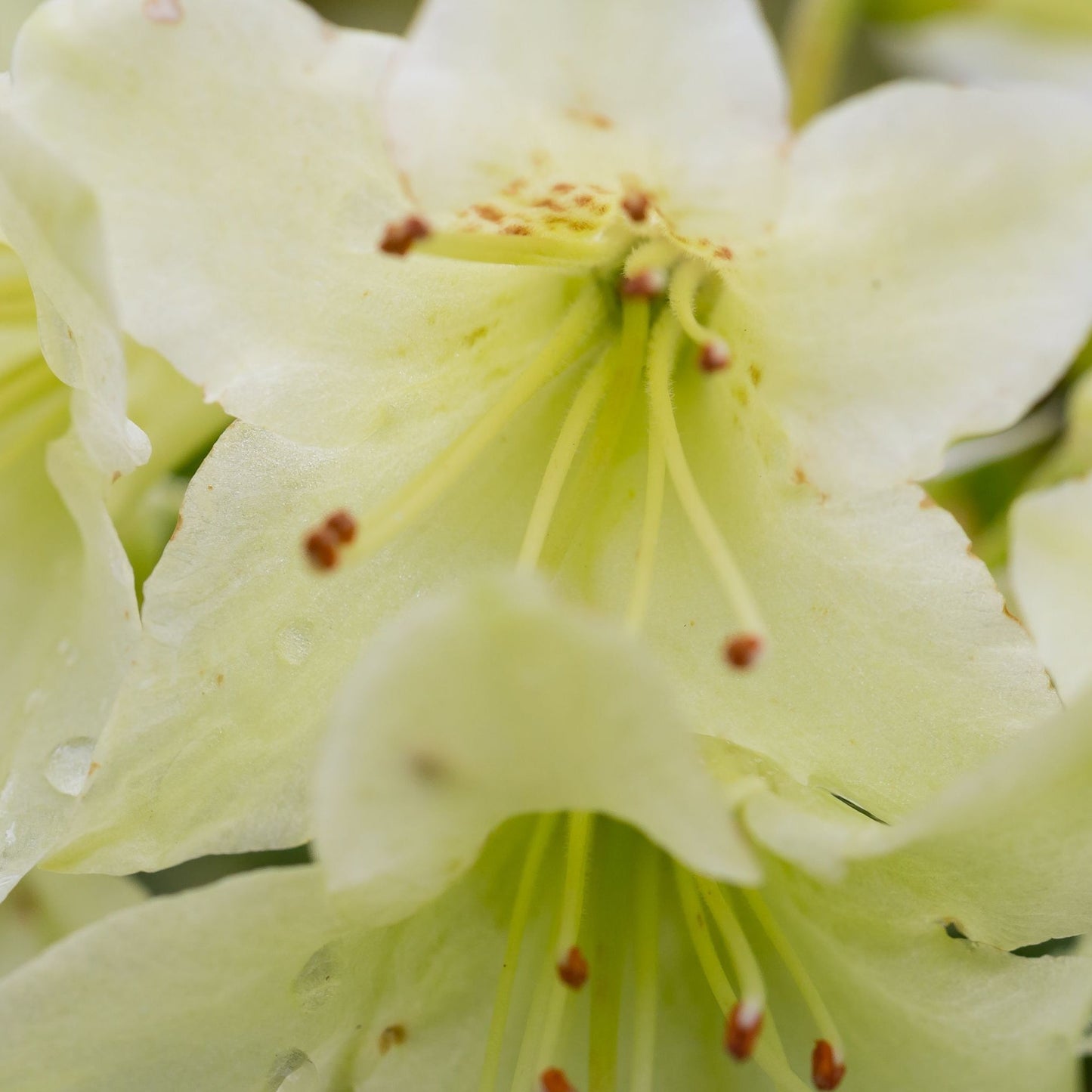 Dwarf Rhododendron 'Shamrock' 1L