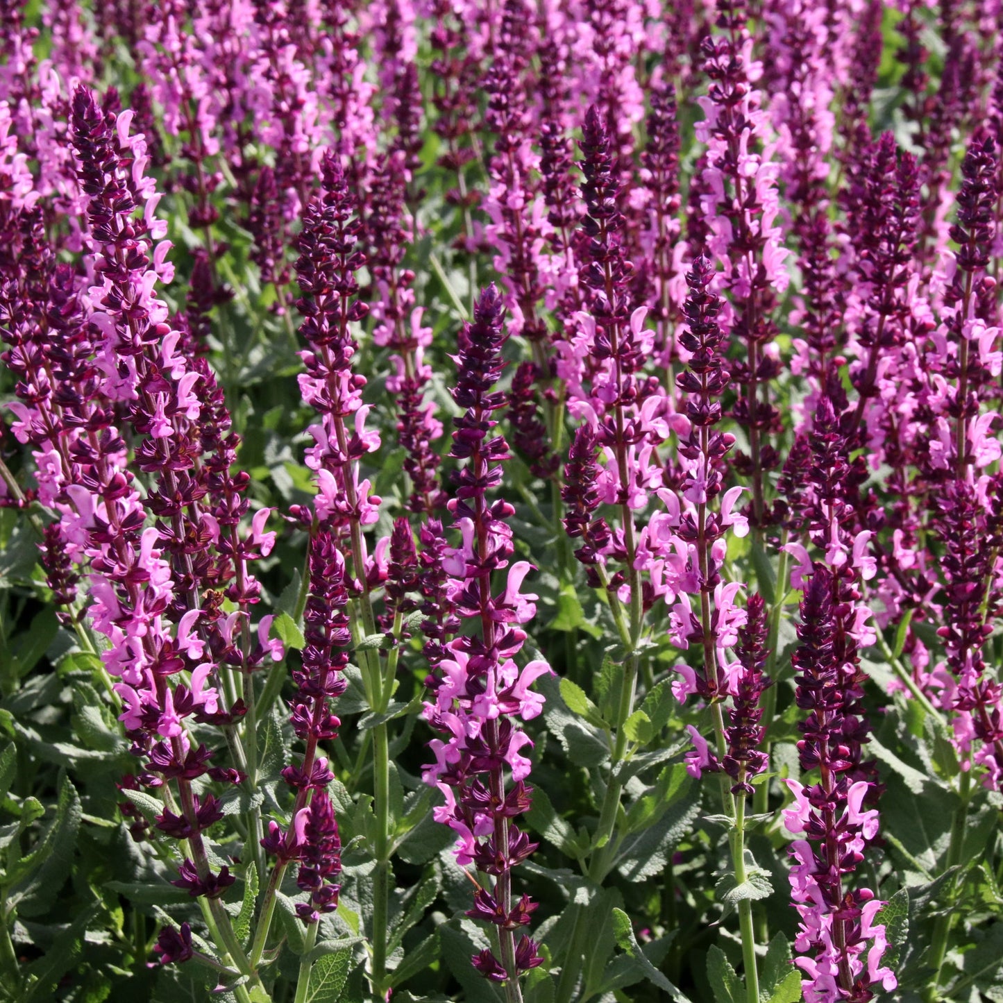 Salvia x superba Merleau Rose  9cm