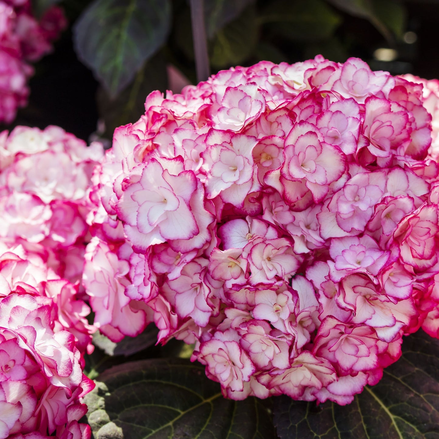 Hydrangea macrophylla 'Miss Saori' 9cm