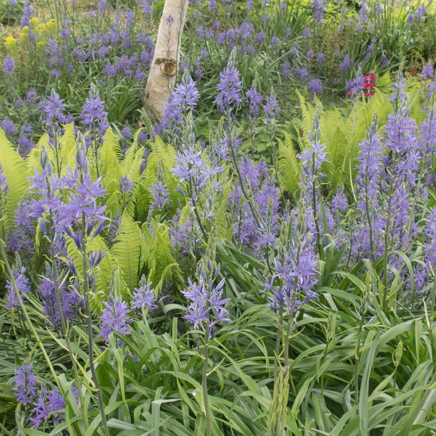 Camassia leichtlinii €˜Caerulea€™ 9cm Pot