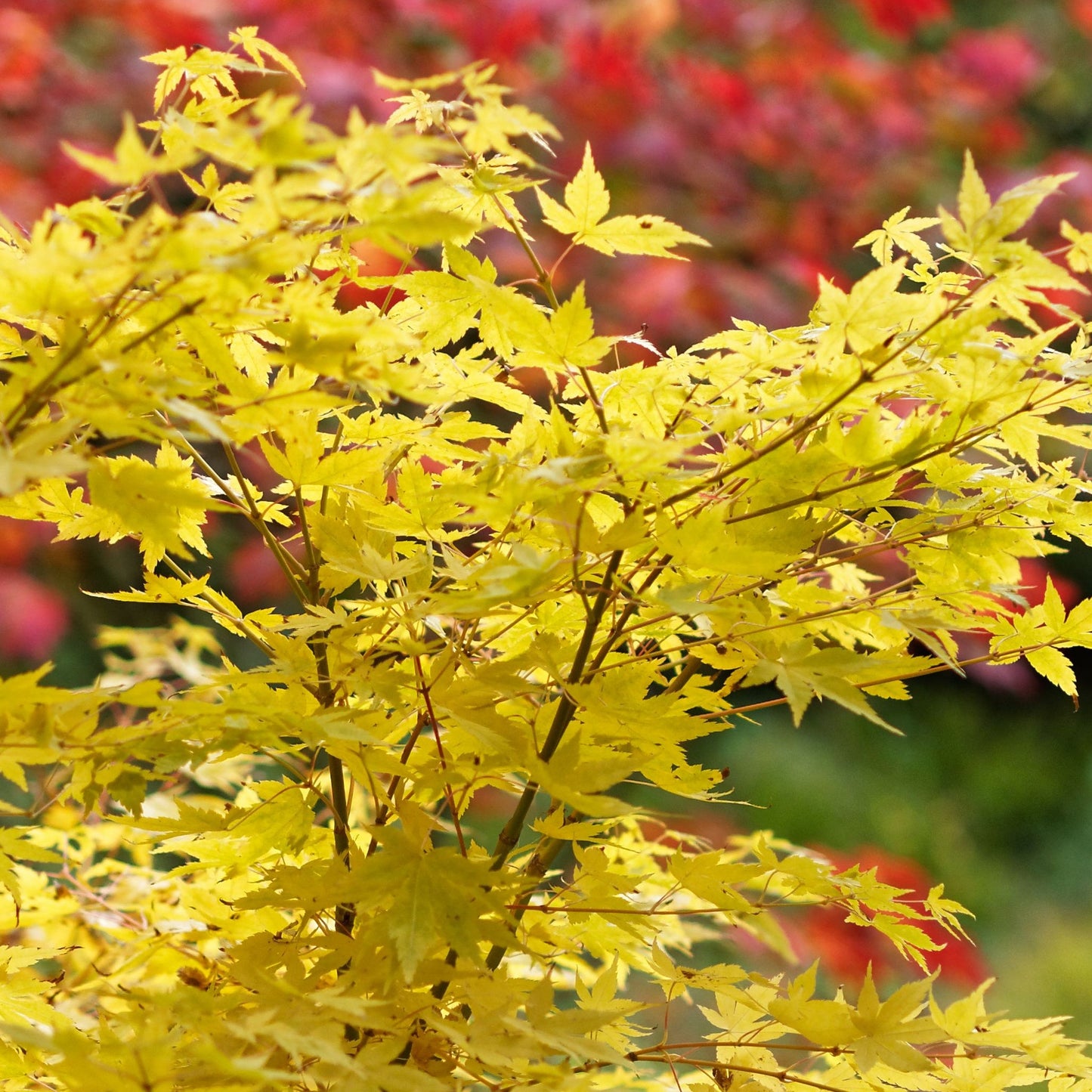 Acer palmatum Bi-ho 3L