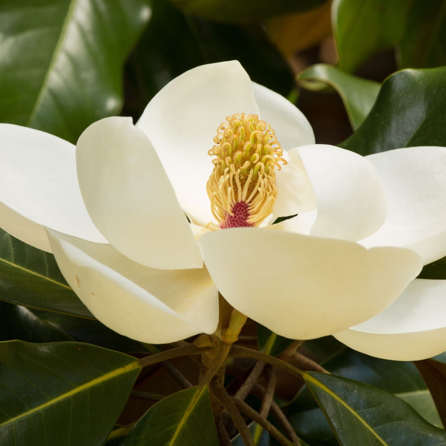 Evergreen Magnolia | Fairy Magnolia €˜Honey Velvet€™ | 60-70cm