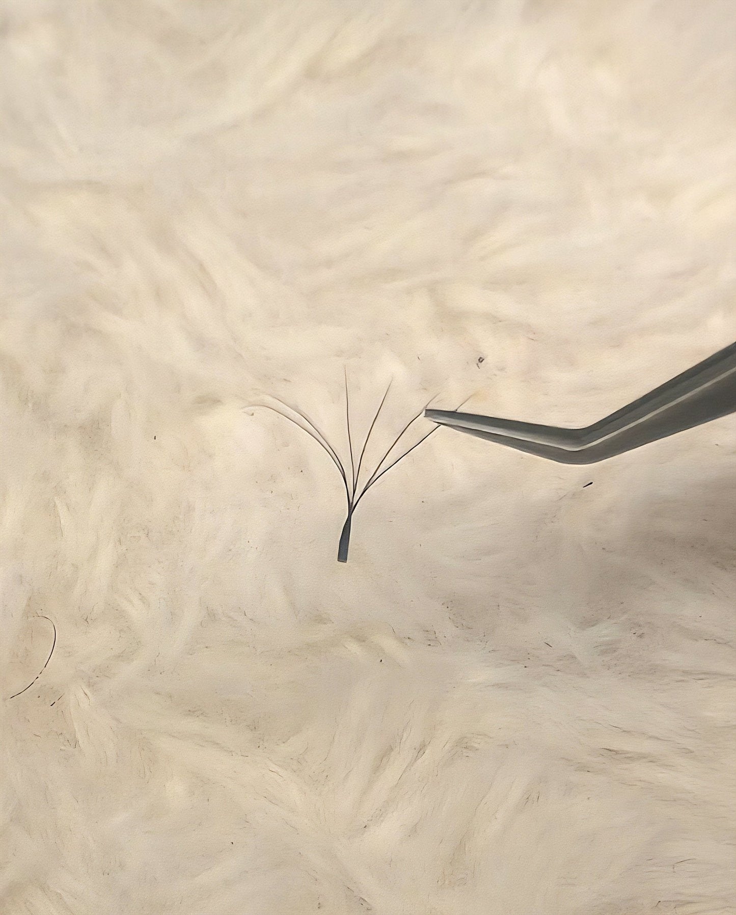 6D Clover Lash Single Length