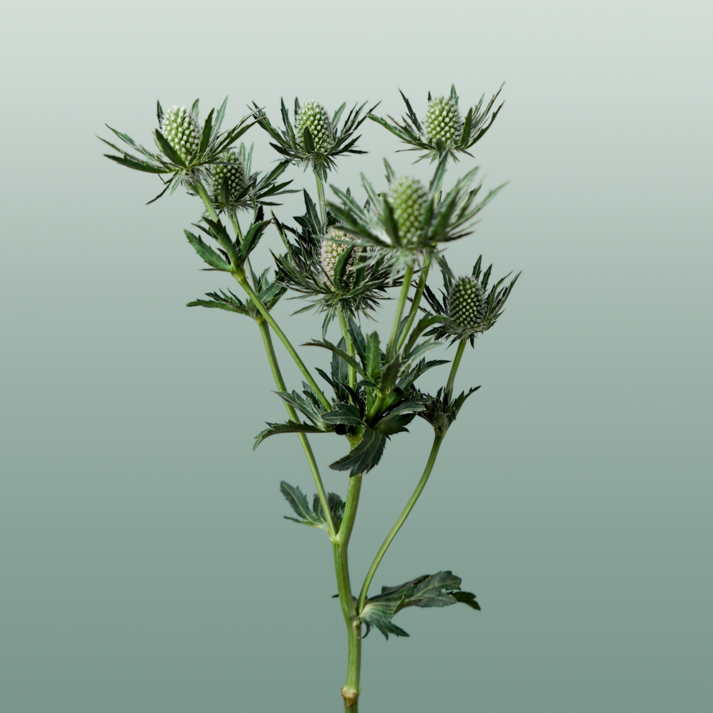Eryngium ‘Sirius’ Thistle – 40cm Stems