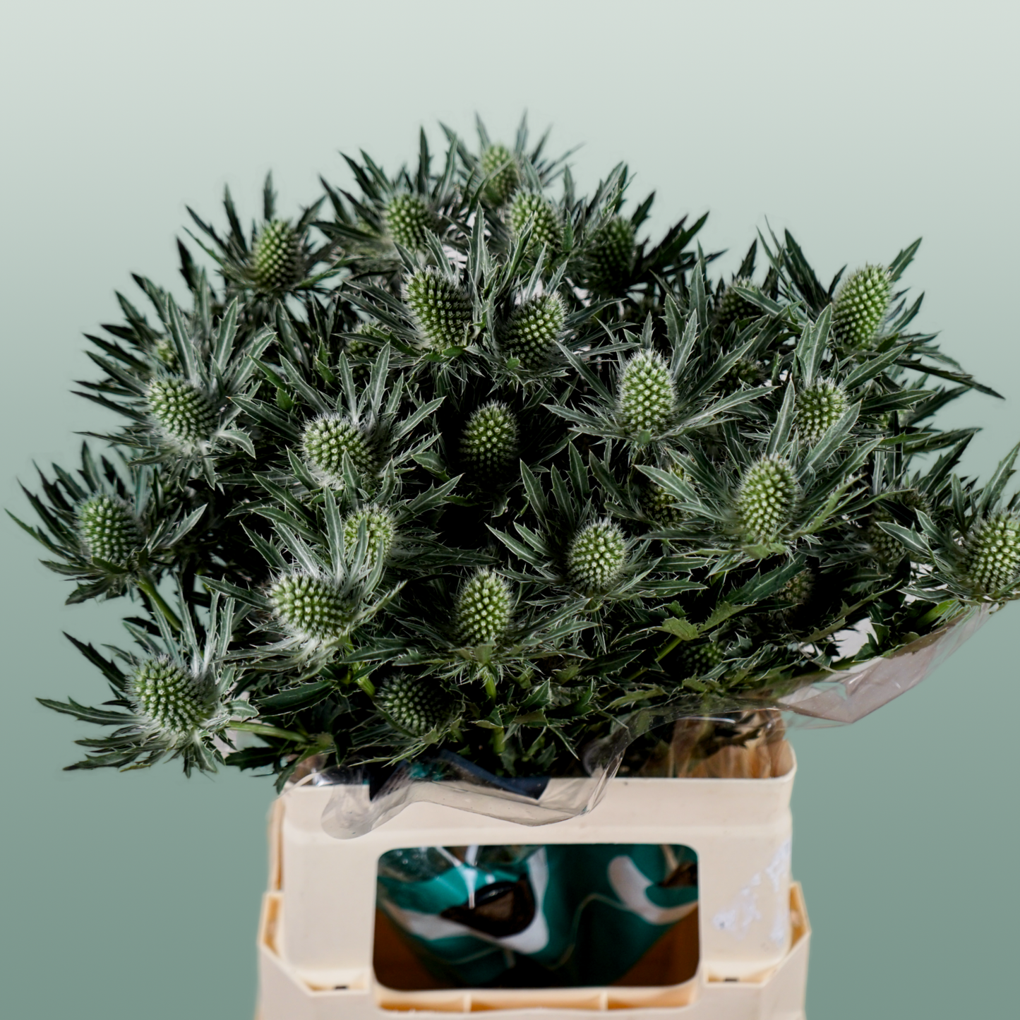 Eryngium ‘Sirius’ Thistle – 40cm Stems