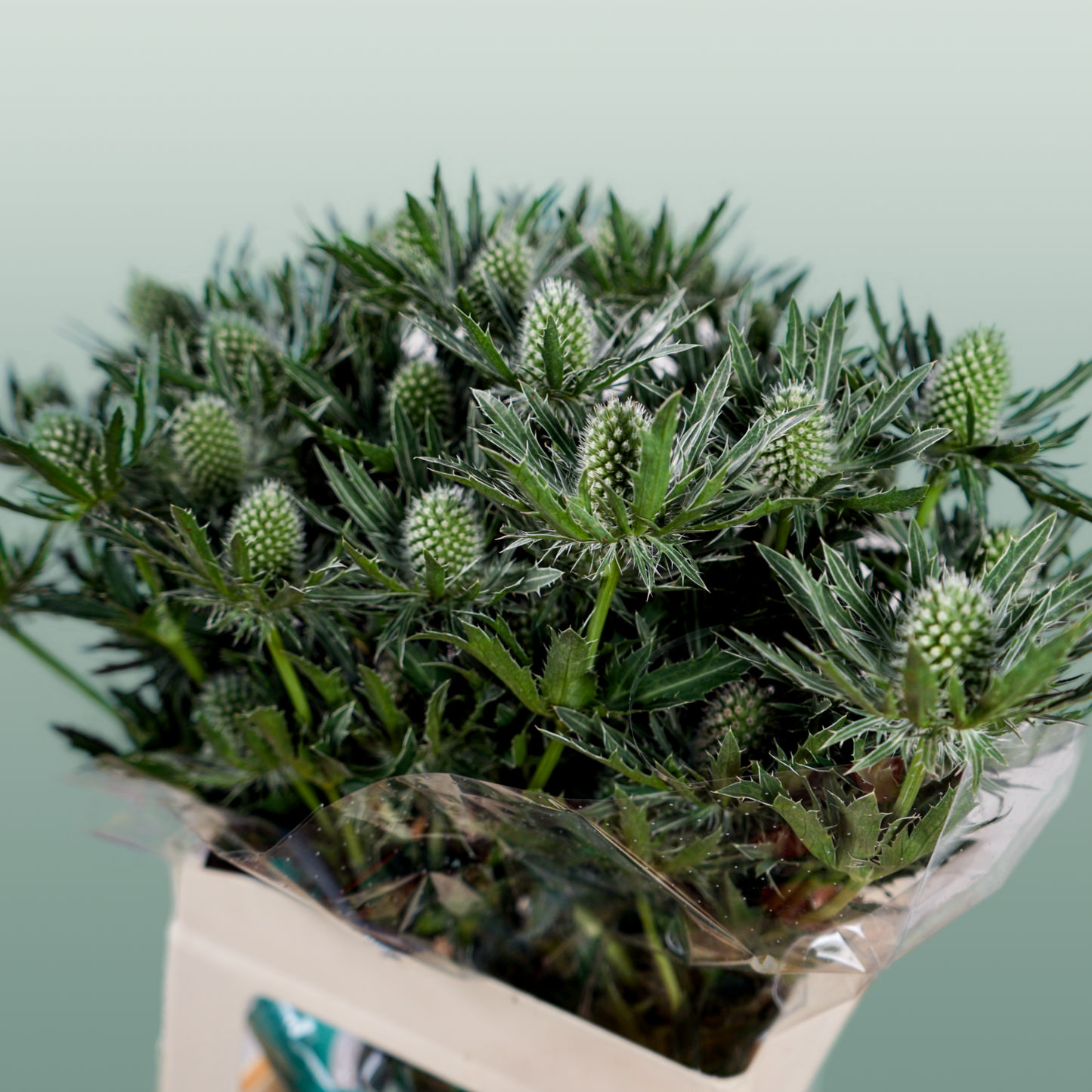 Eryngium ‘Sirius’ Thistle – 40cm Stems