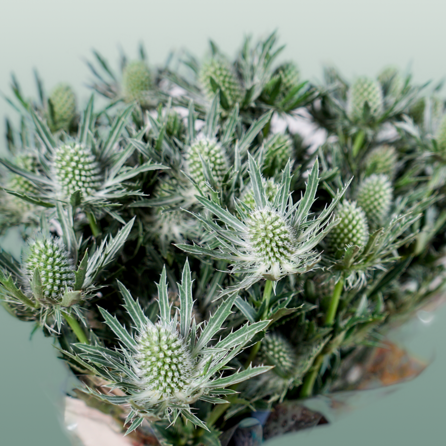 Eryngium ‘Sirius’ Thistle – 40cm Stems
