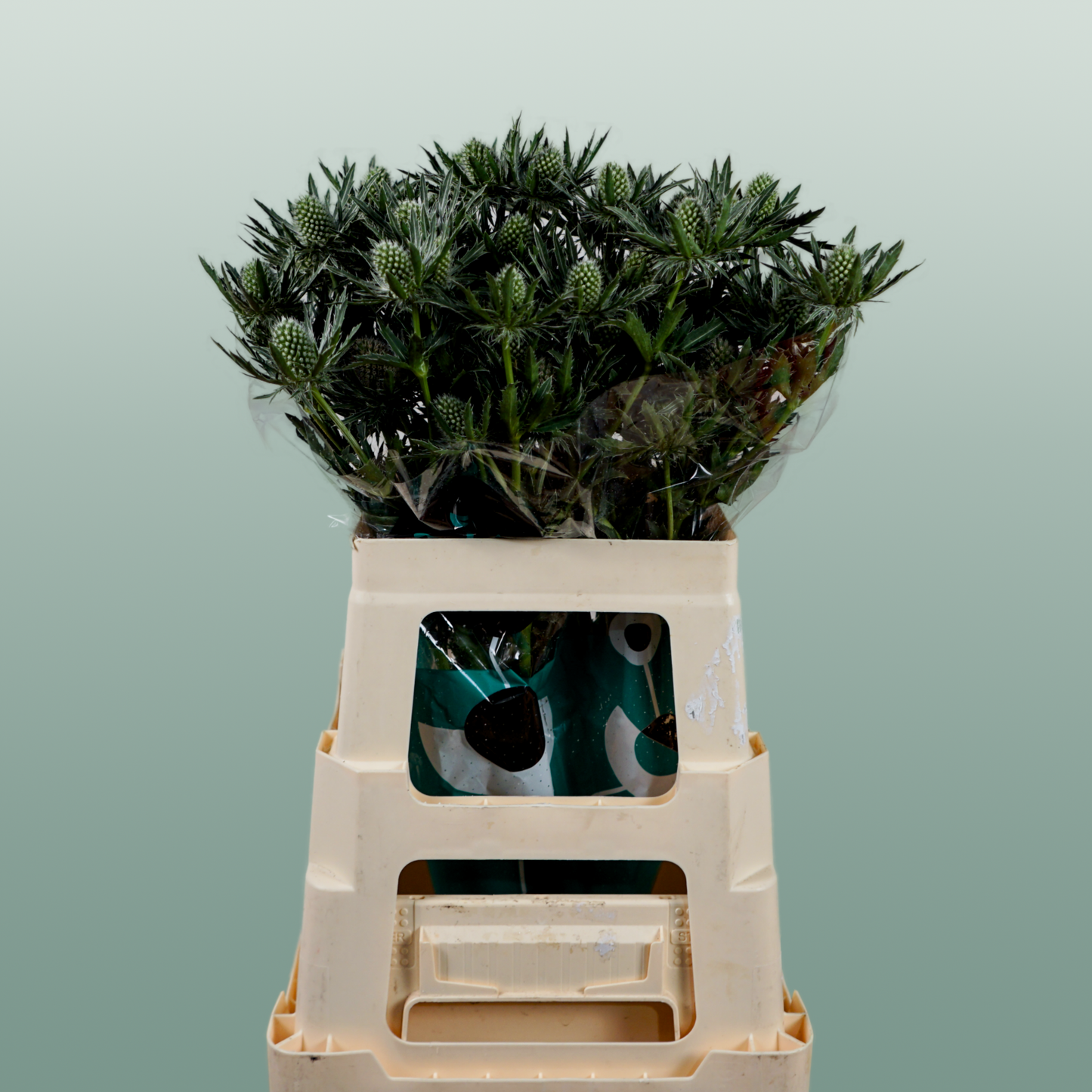 Eryngium ‘Sirius’ Thistle – 40cm Stems