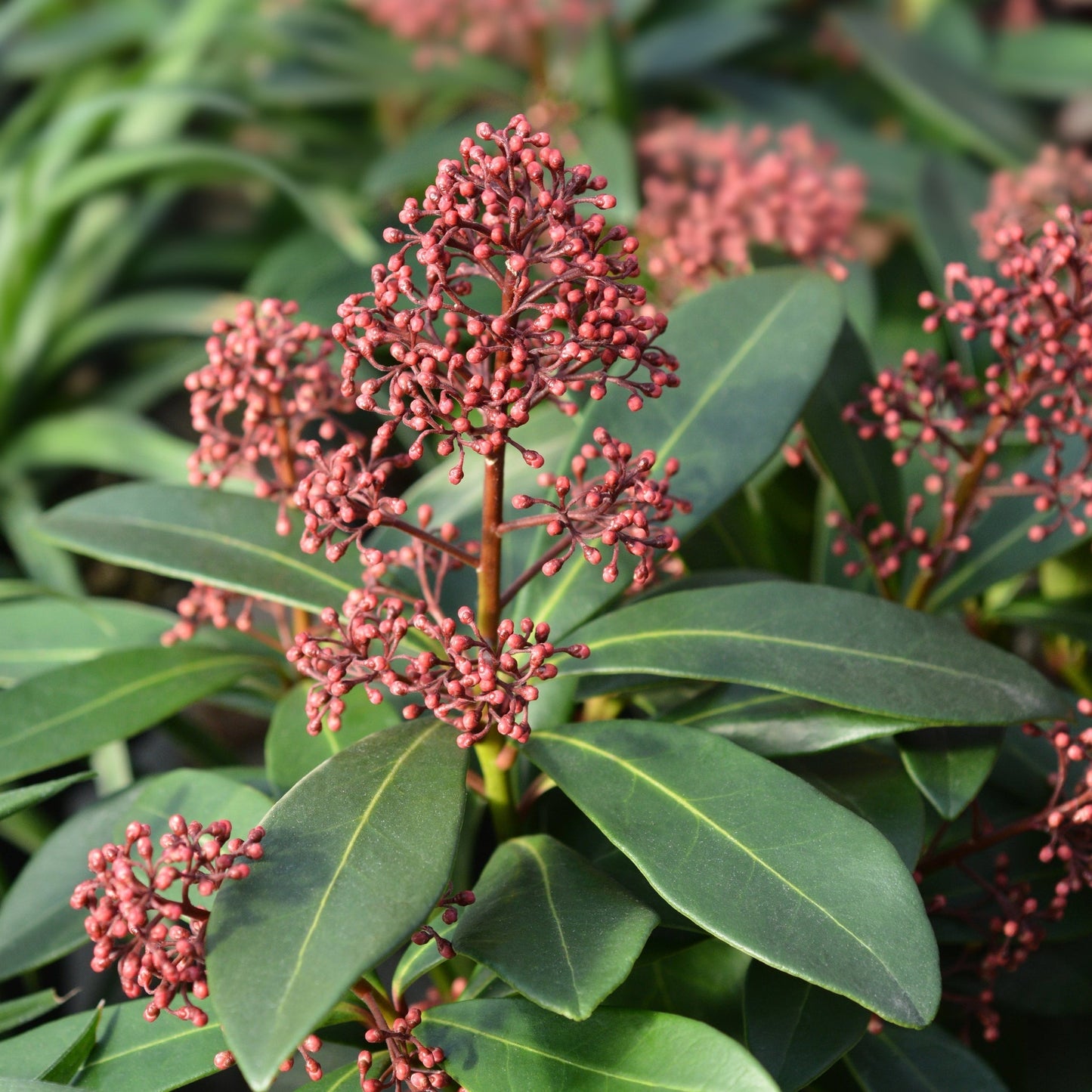 Skimmia japonica Rubella 9cm-5L