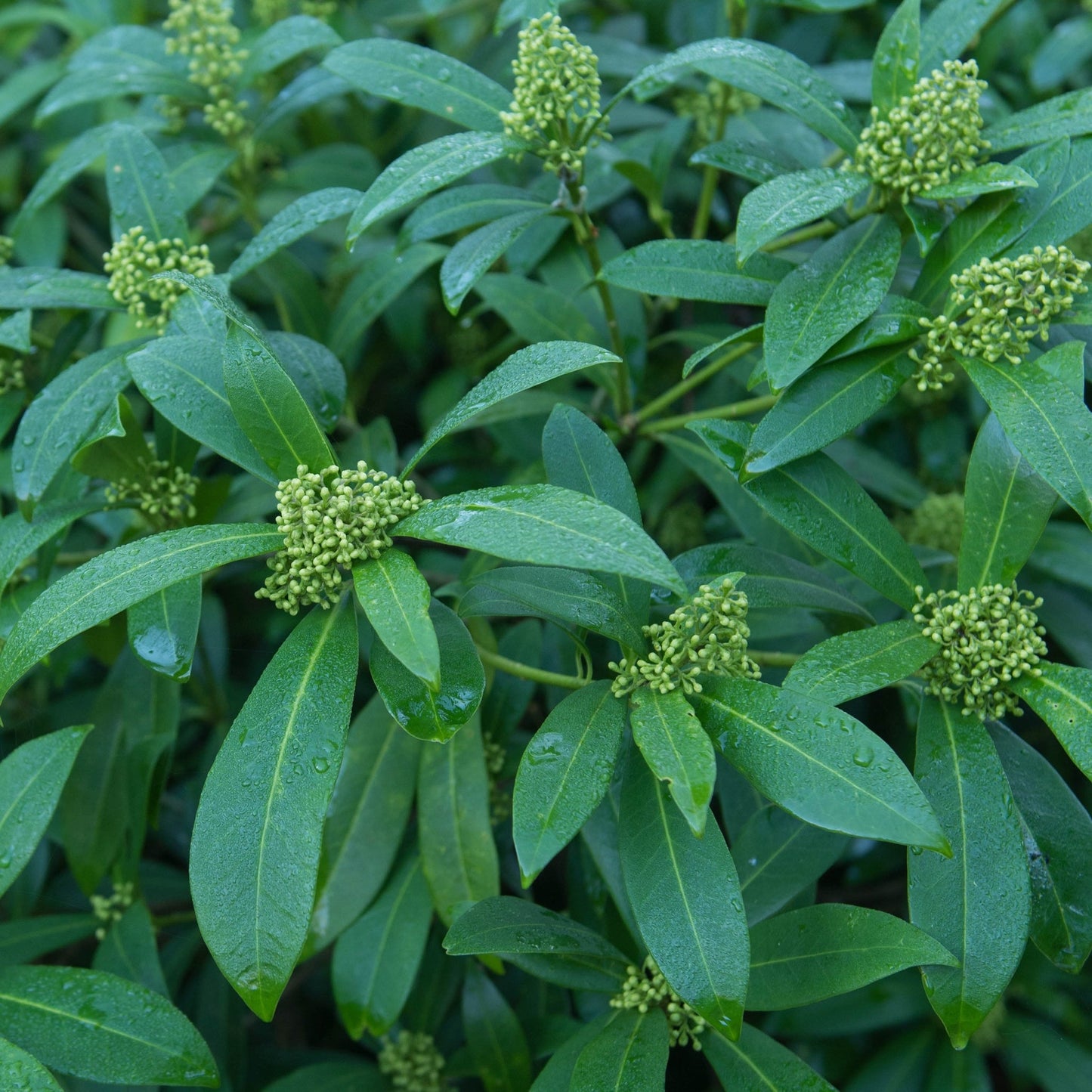 Skimmia Ã— confusa 'Kew Green' 2L / 5L