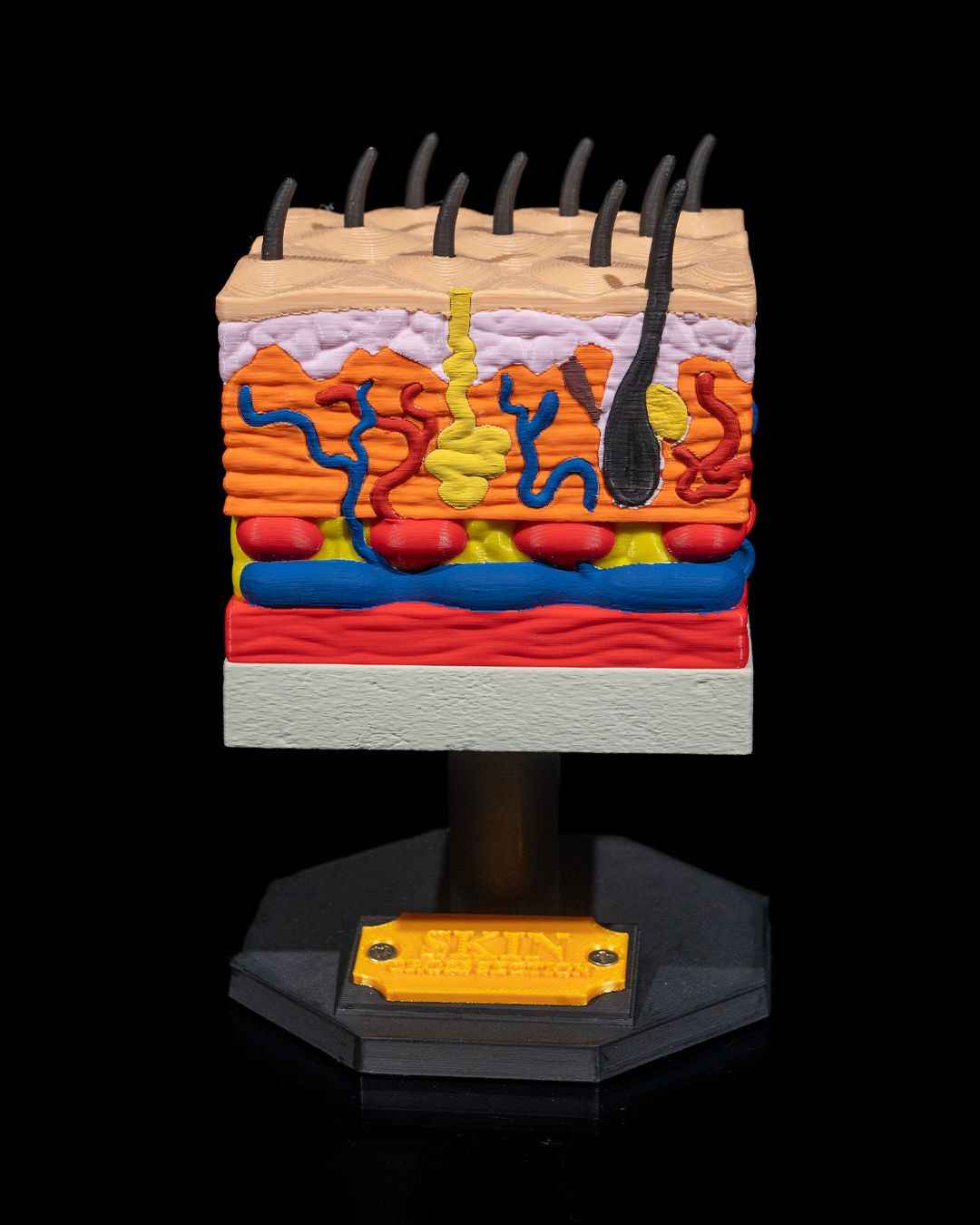 Skin Cross Section educational model