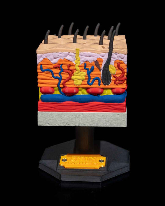 Skin Cross Section educational model