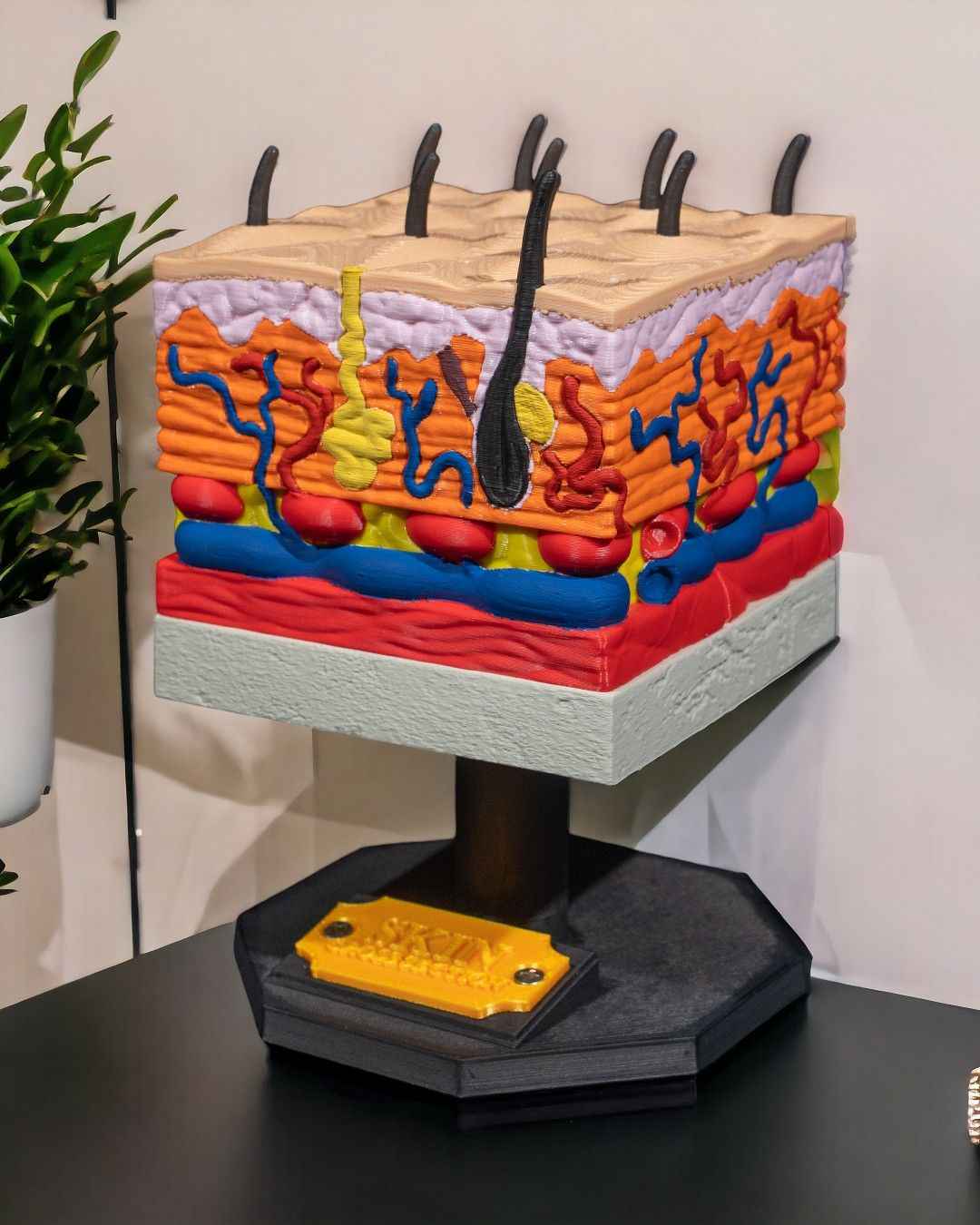 Skin Cross Section educational model