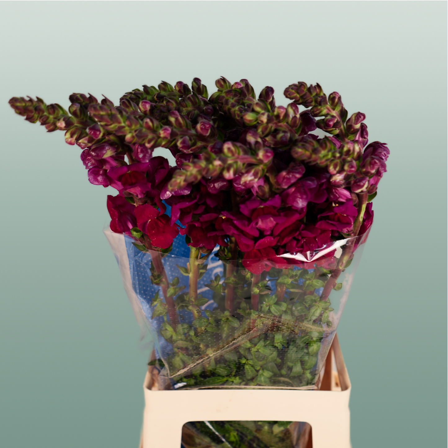 Red Snapdragon ‘Antibes Red’ – 75cm Stems