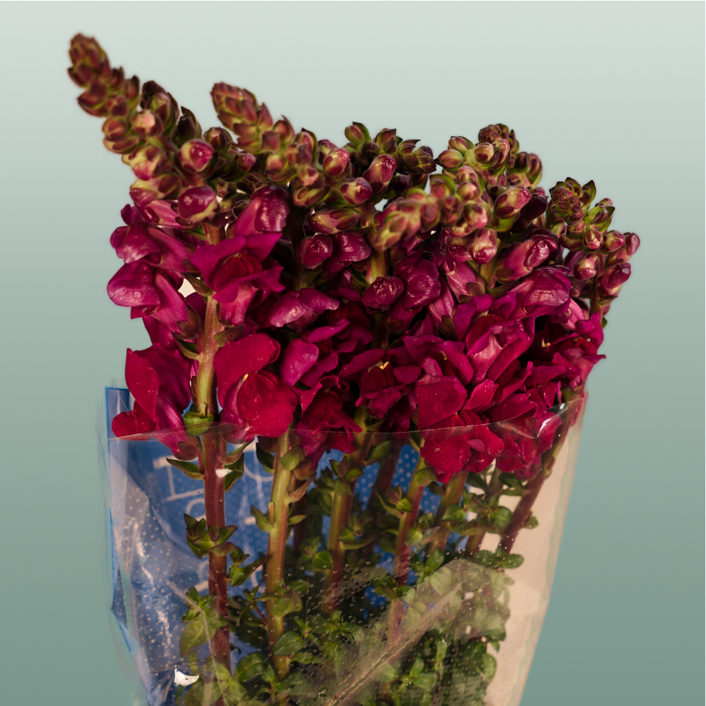 Red Snapdragon ‘Antibes Red’ – 75cm Stems