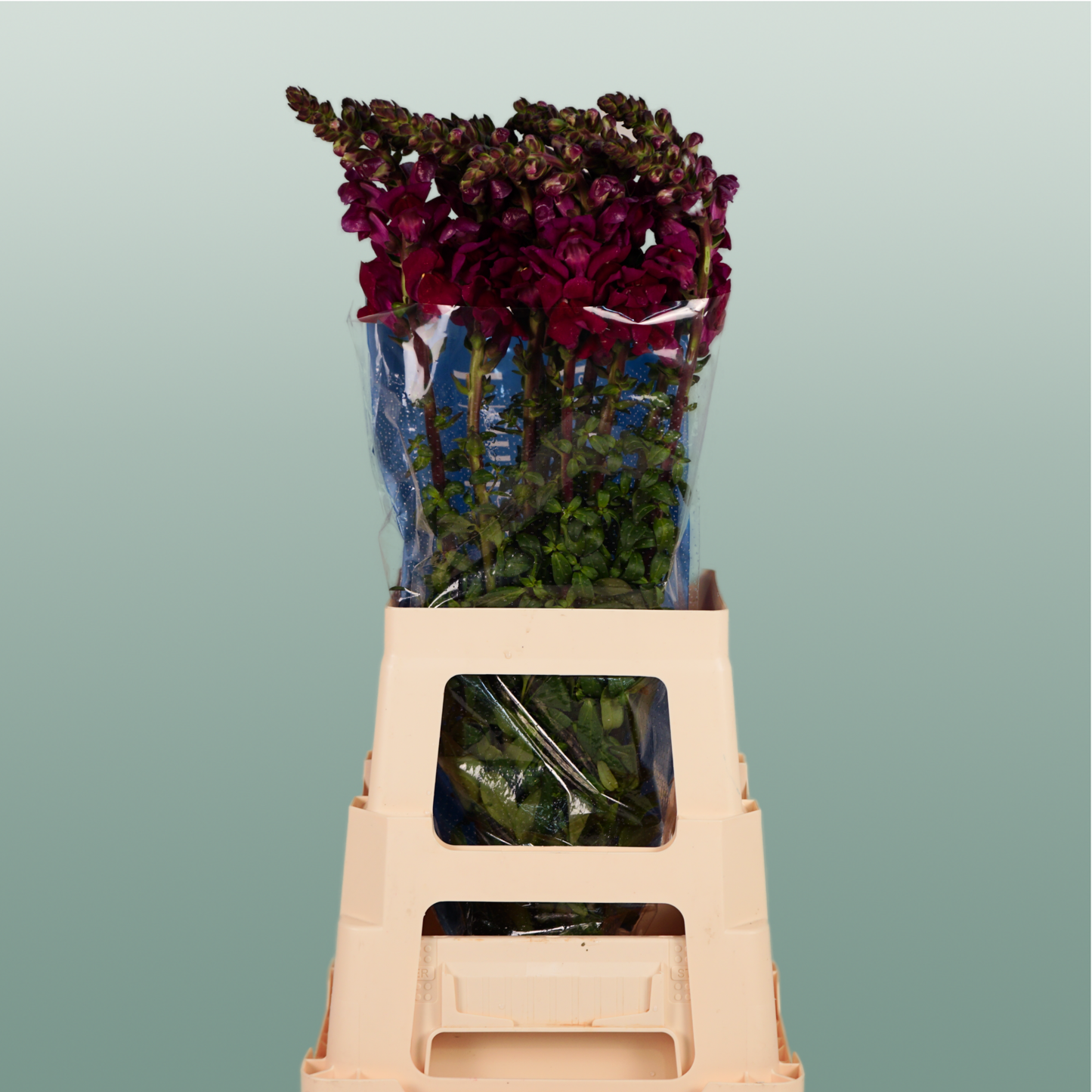Red Snapdragon ‘Antibes Red’ – 75cm Stems