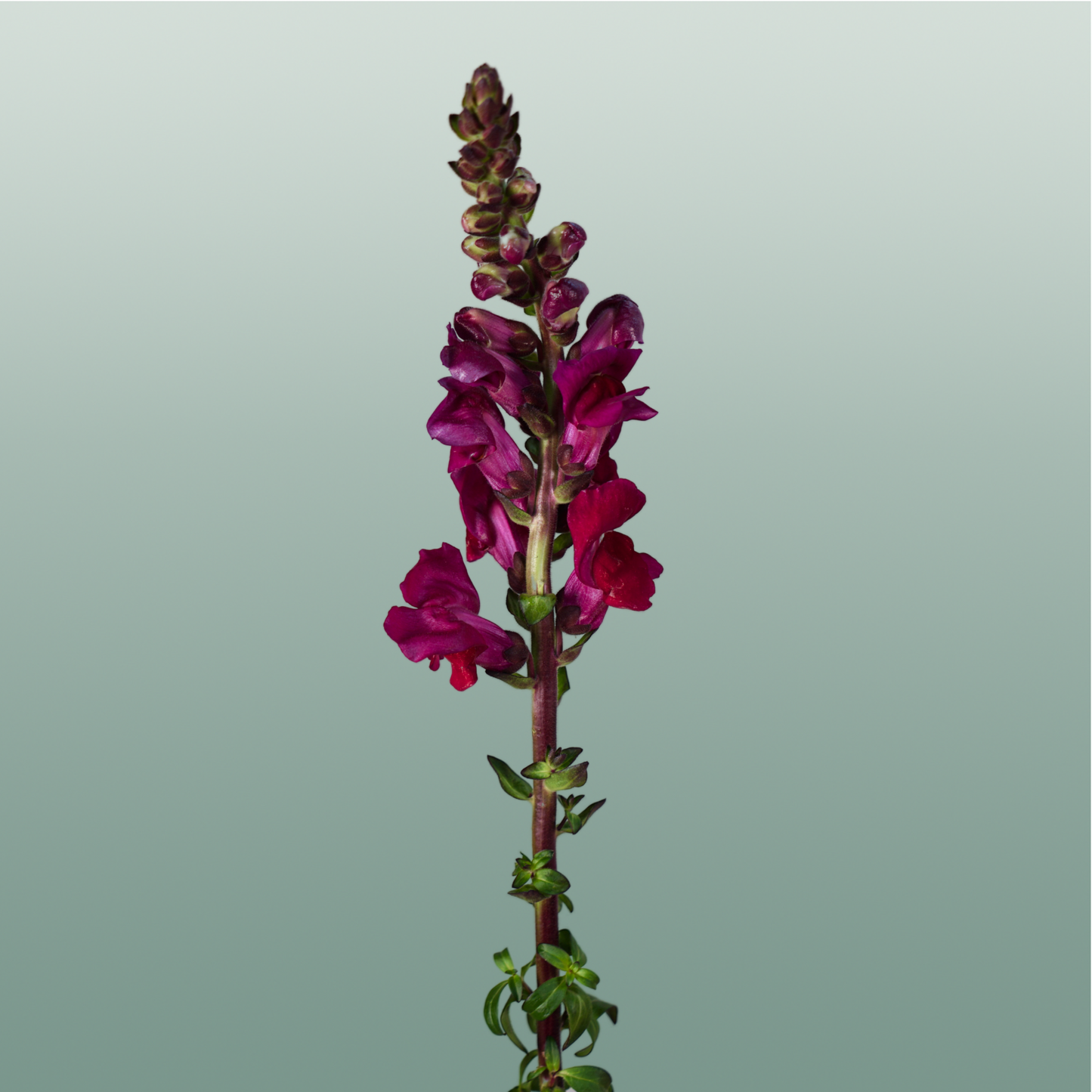 Red Snapdragon ‘Antibes Red’ – 75cm Stems