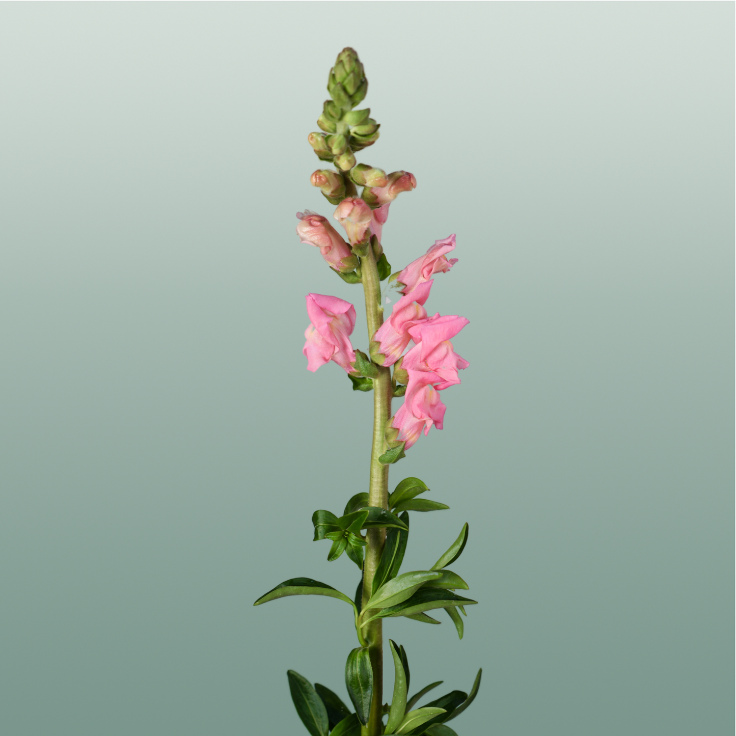 Snapdragon Potomac Pink
