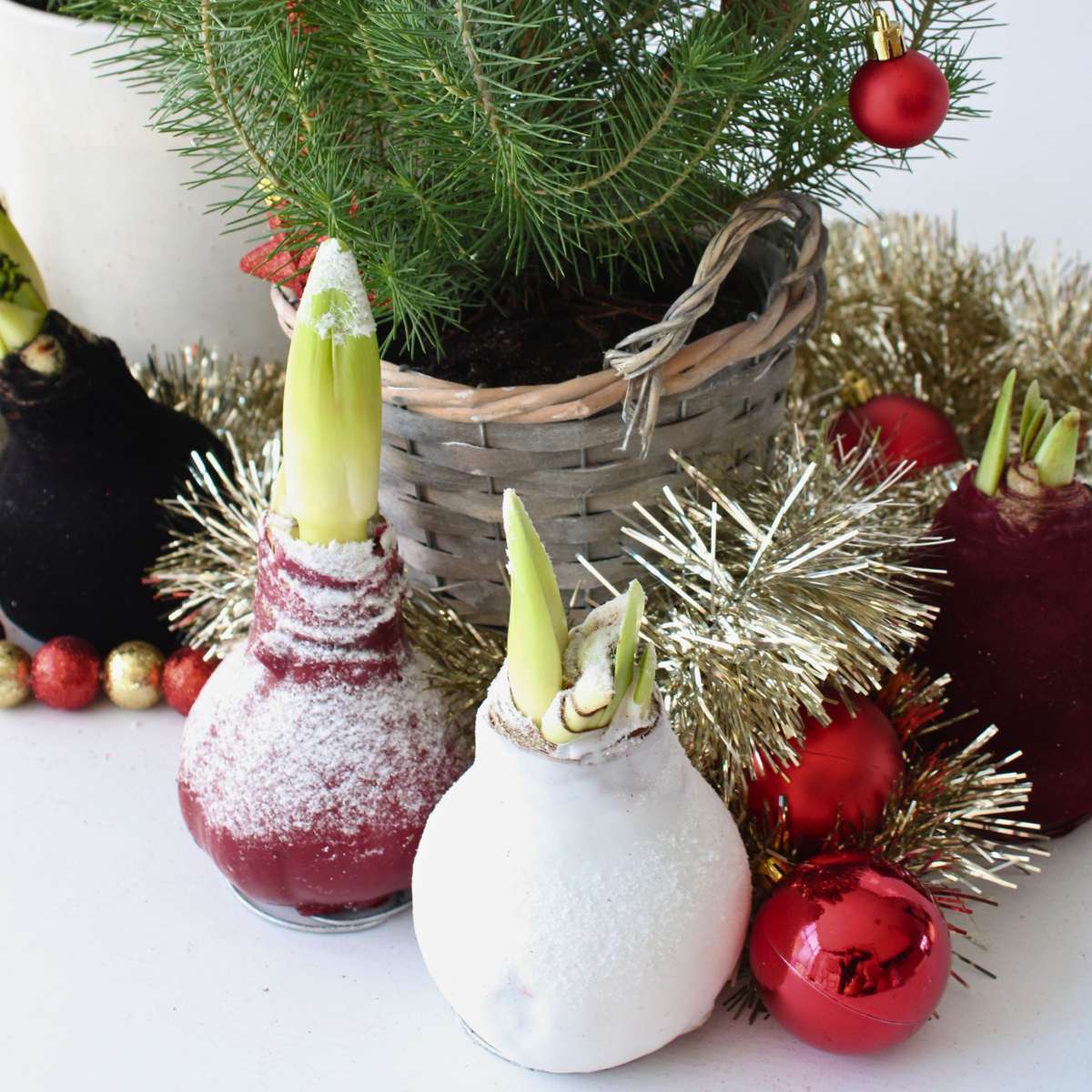 Amaryllis - hippeastrum 'Wax Snow Black' - Flower Bulb - Red