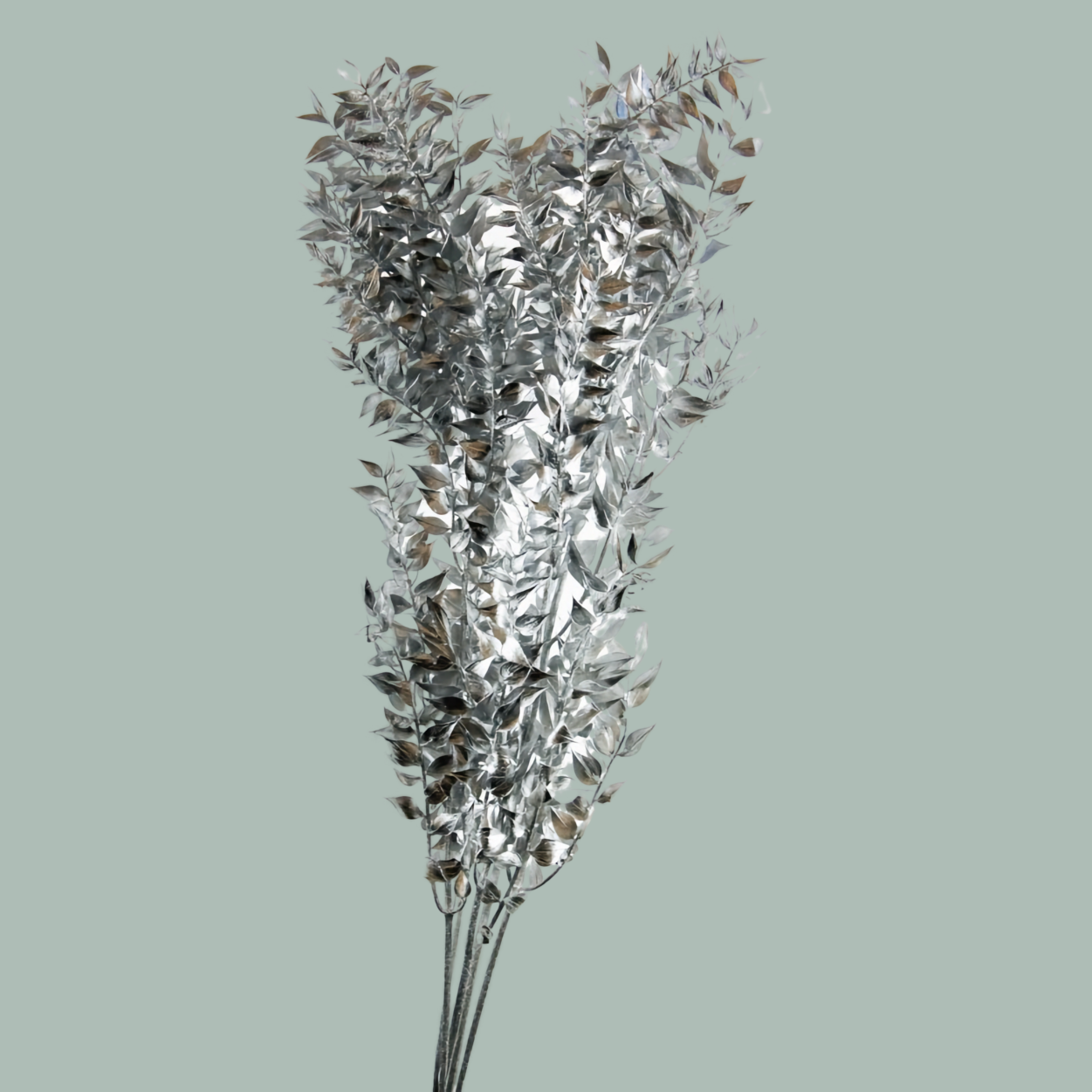 GR Ruscus Soft Dyed Silver