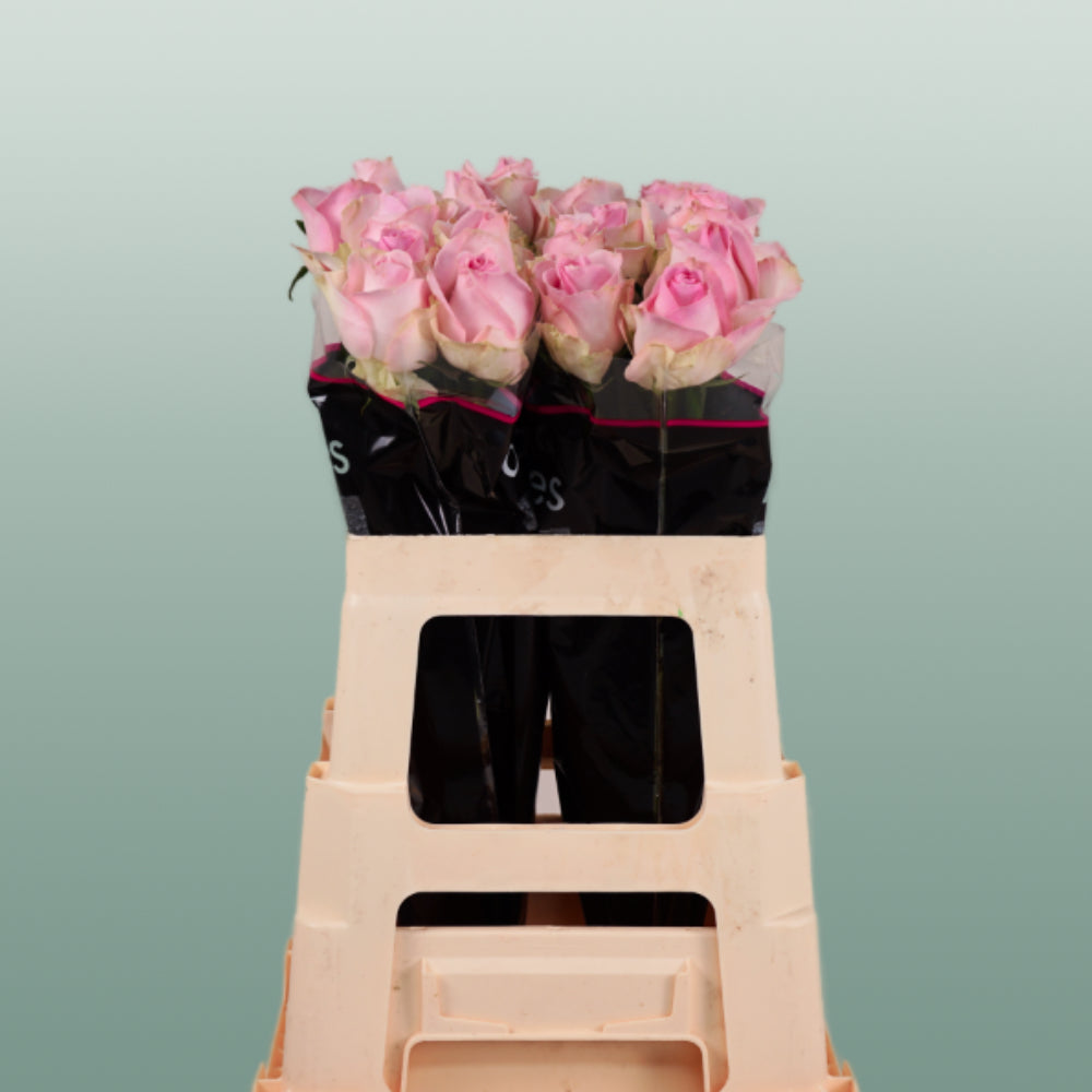 Rose - Rosa - Avalanche Sorbet+