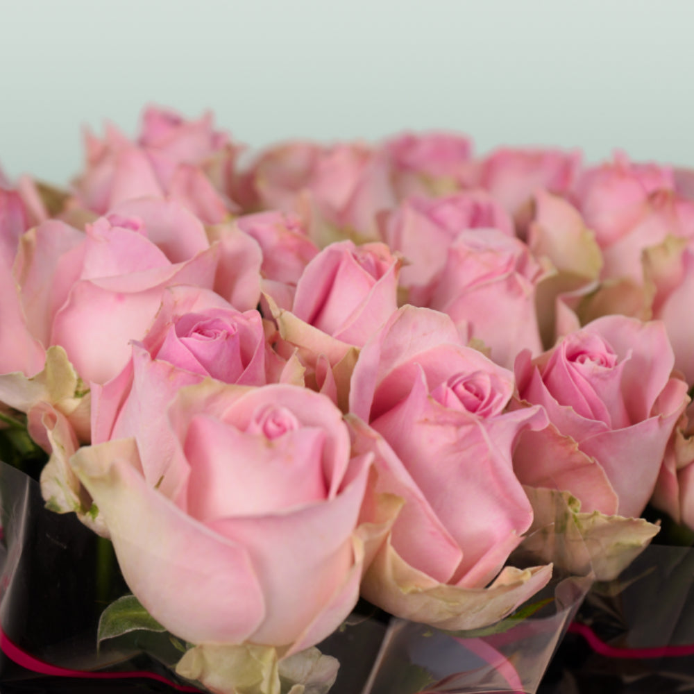 Rose - Rosa - Avalanche Sorbet+