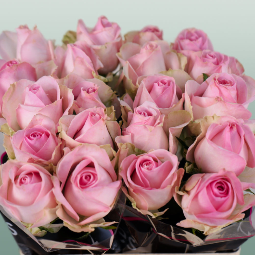 Rose - Rosa - Avalanche Sorbet+