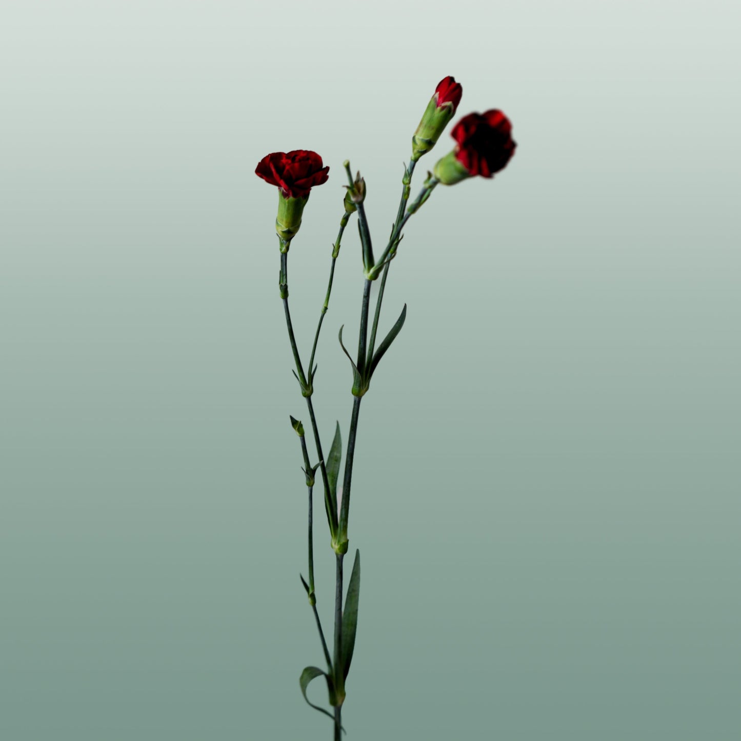 Spray Carnation - Dianthus - Chateau
