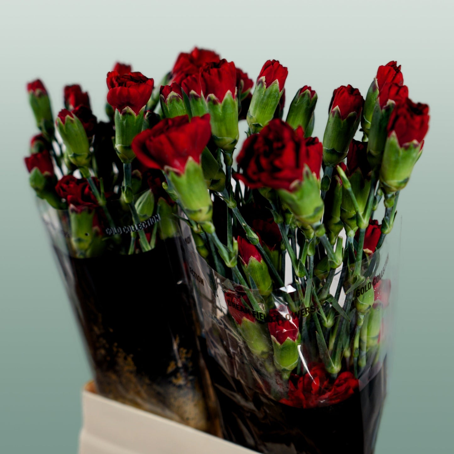 Spray Carnation - Dianthus - Chateau