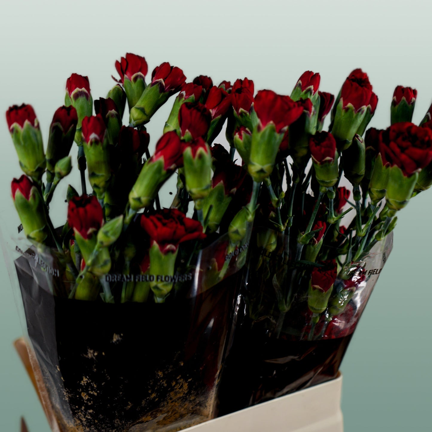 Spray Carnation - Dianthus - Chateau