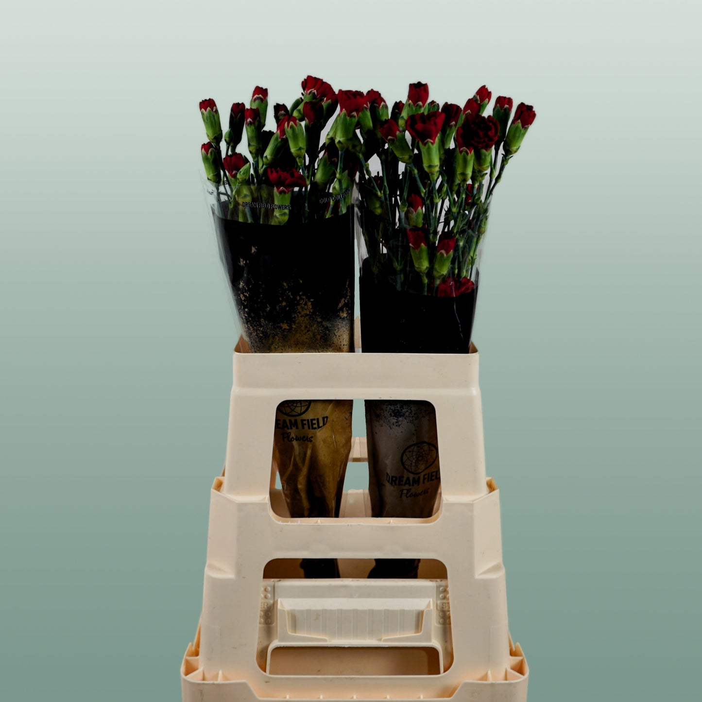 Spray Carnation - Dianthus - Chateau