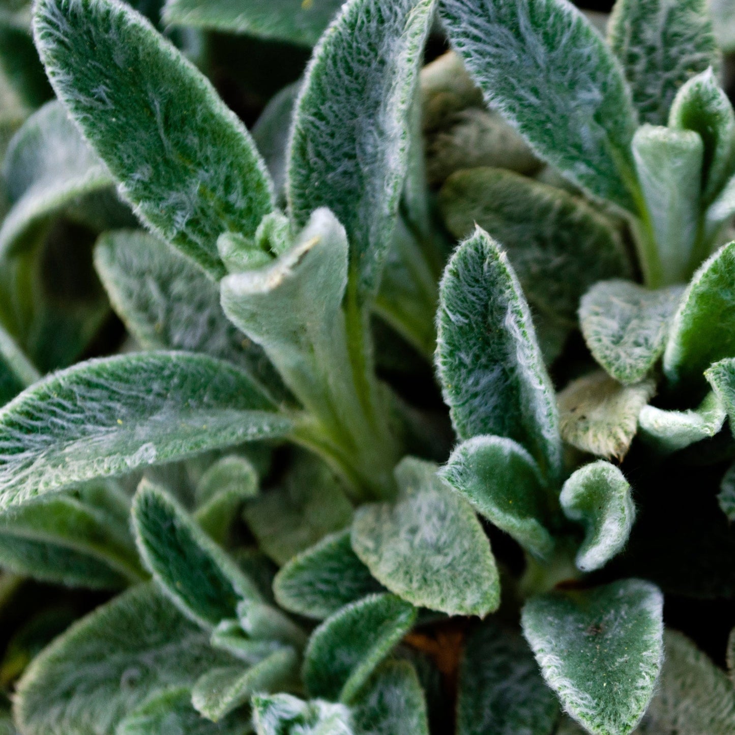 Stachy Silver Carpet 2L
