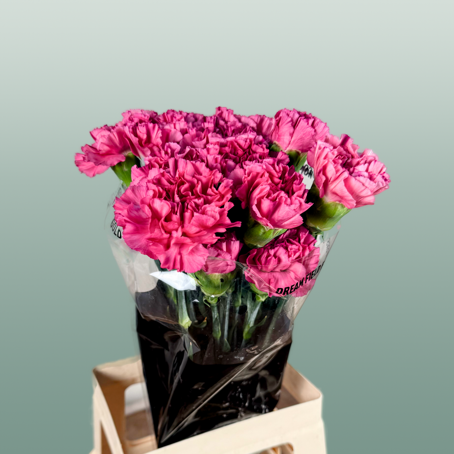 Carnation Standard Bernard