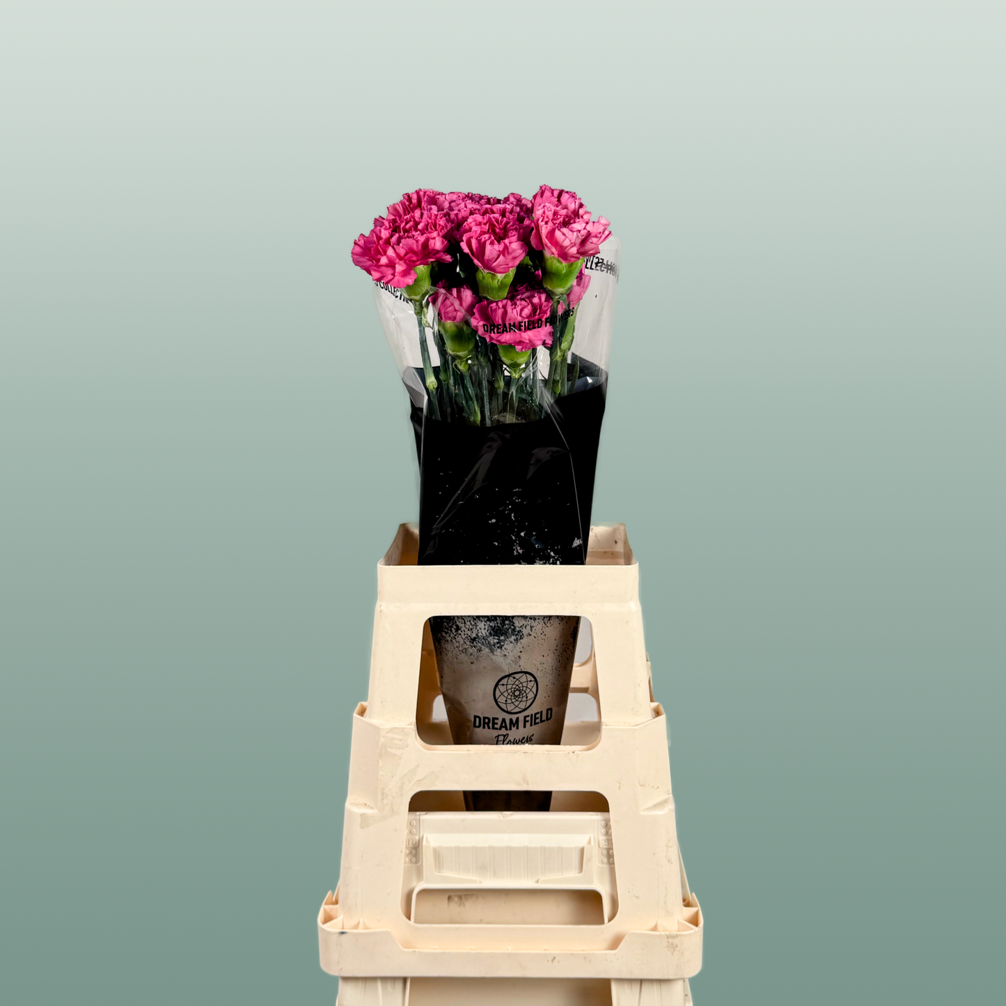 Carnation Standard Bernard