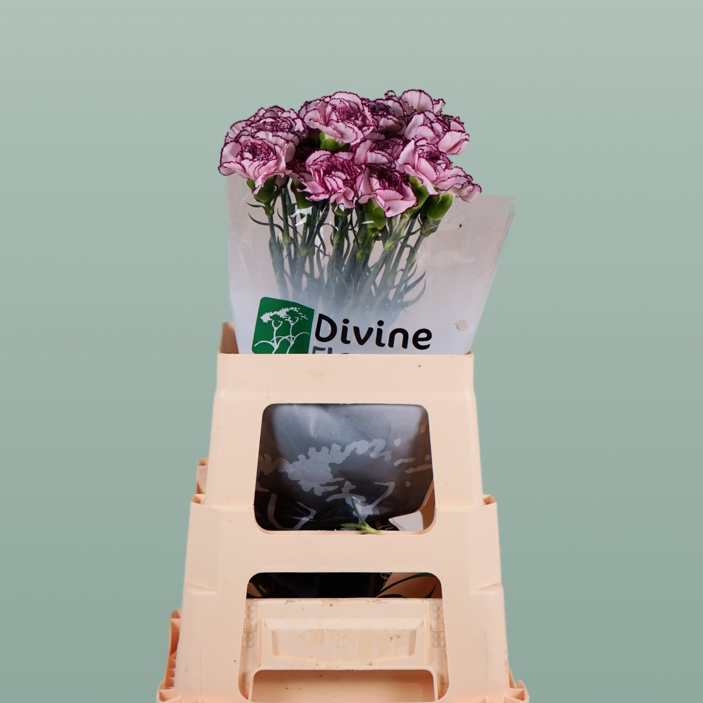 Carnation - Dianthus - Royal Damascus