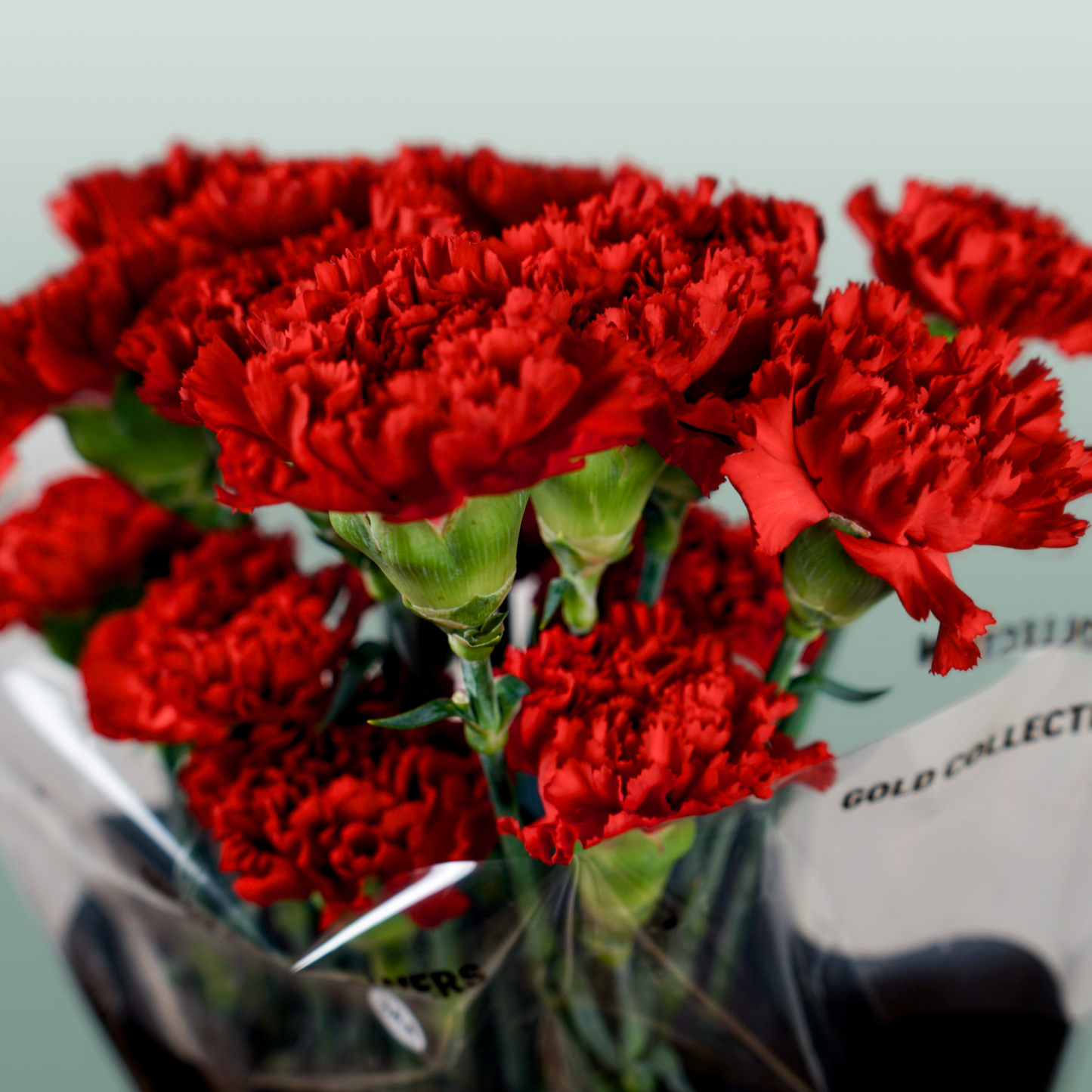 Carnation - Dianthus - Don Pedro