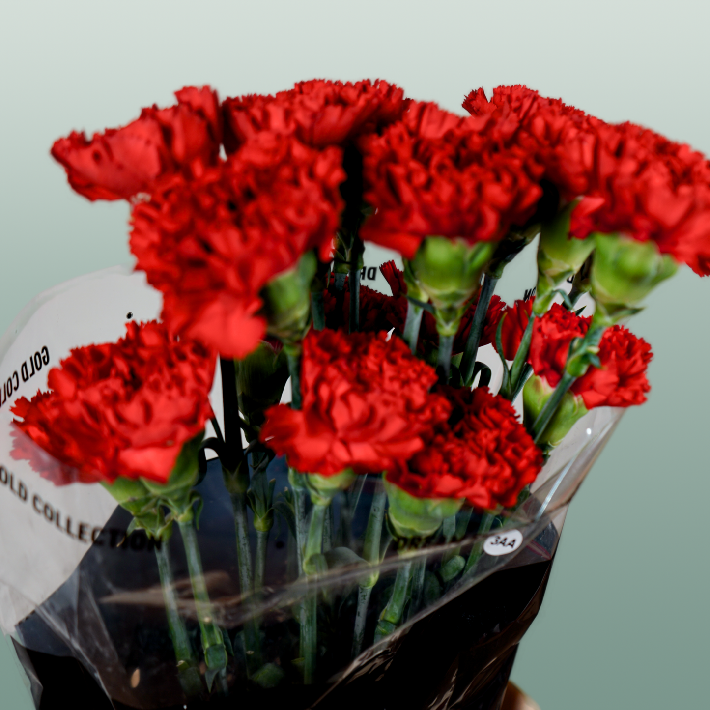 Carnation - Dianthus - Don Pedro